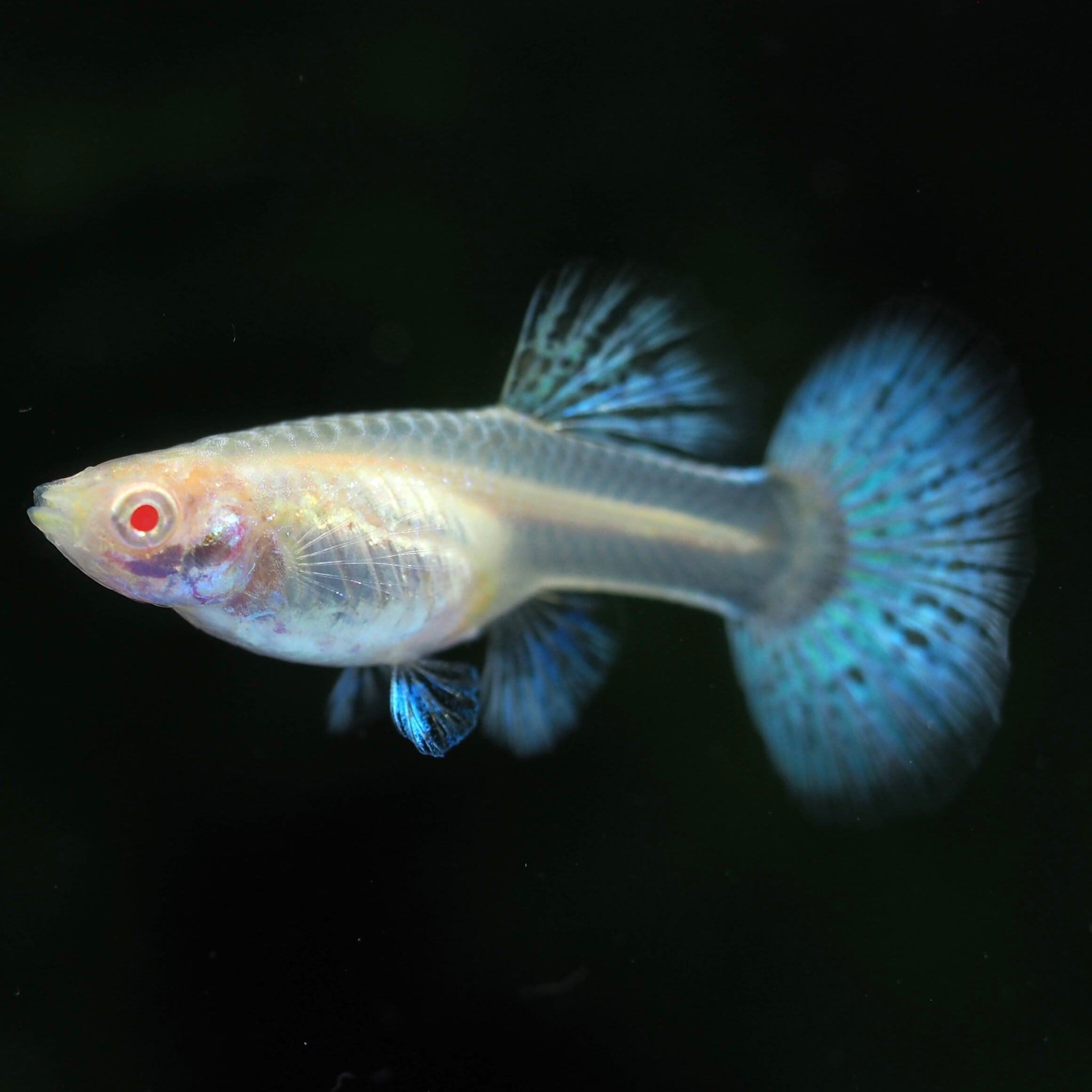 国産　稚魚　ダンボ　プラチナ　レッド　タイル　グッピー(リボン1ペアとノーマル1ペア) 熱帯魚 プラチナレッドテールダンボグッピー オス(外国産)(3匹) | チャーム