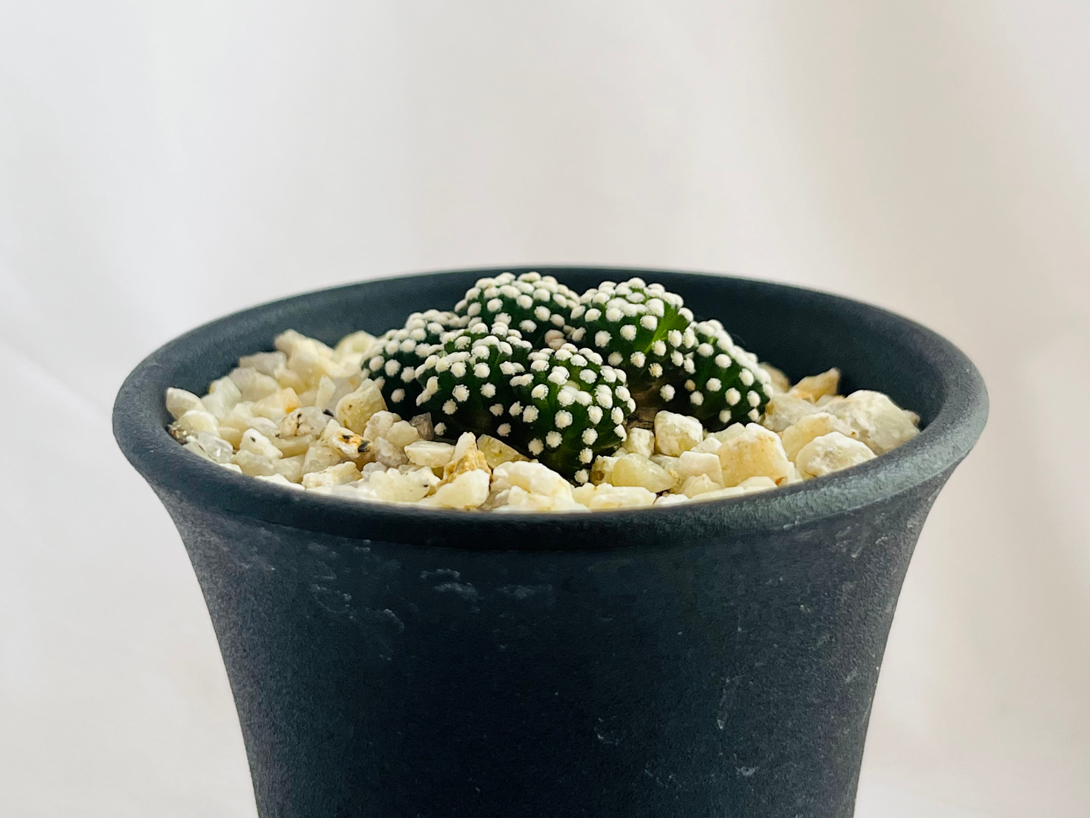 Mammillaria luethyi マミラリア ルエッティ サボテン | plants MARU