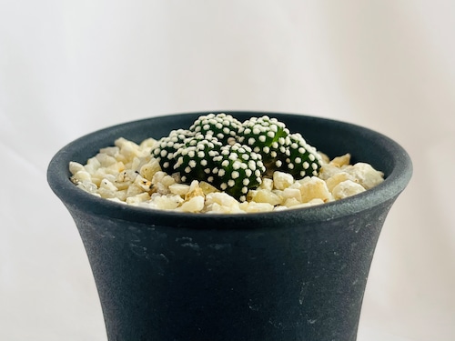 Mammillaria luethyi　マミラリア　ルエッティ　サボテン