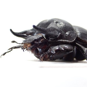 チリ産 Taurocerastes patagonicus ♂♀ 24mm/22mm