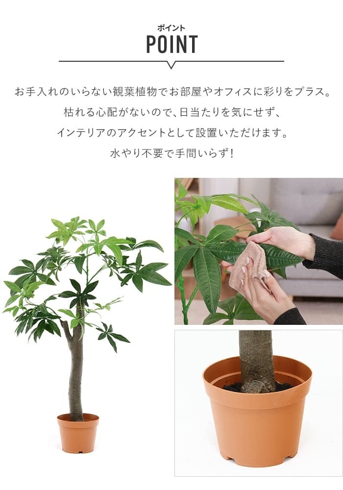 観葉植物 パキラ 朴の木タイプ | yamakou