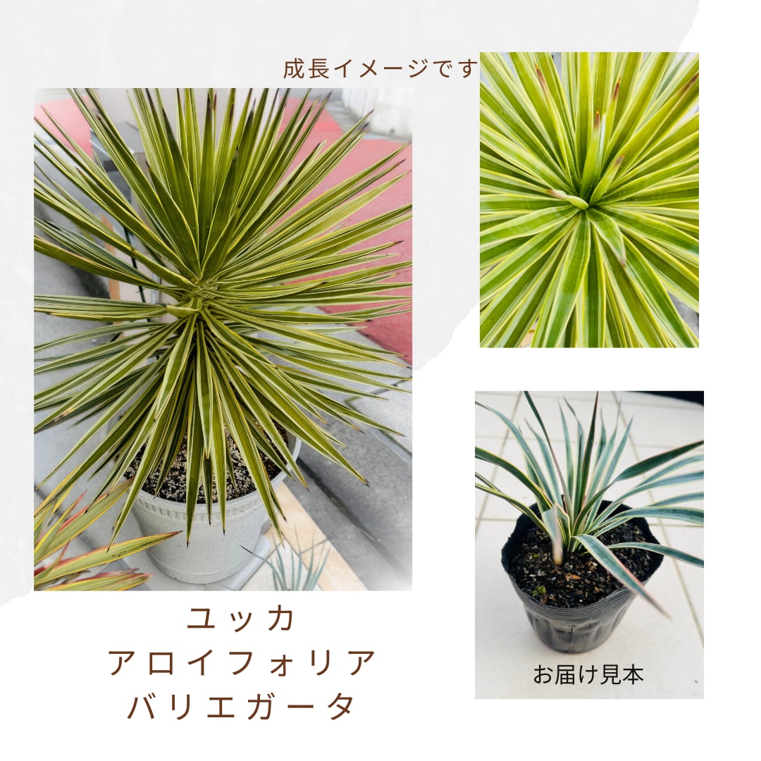 ユッカ アロイフォリア バリエガータ(5号)斑入り ユッカアロイ ユッカ アロイフォリア バリエガータ(5号)斑入り ユッカアロイ