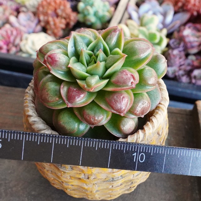 20%OFF！　※再入荷※ 超美苗【丸葉ドロップロンギシマ 】エケベリア　韓国多肉　オススメ