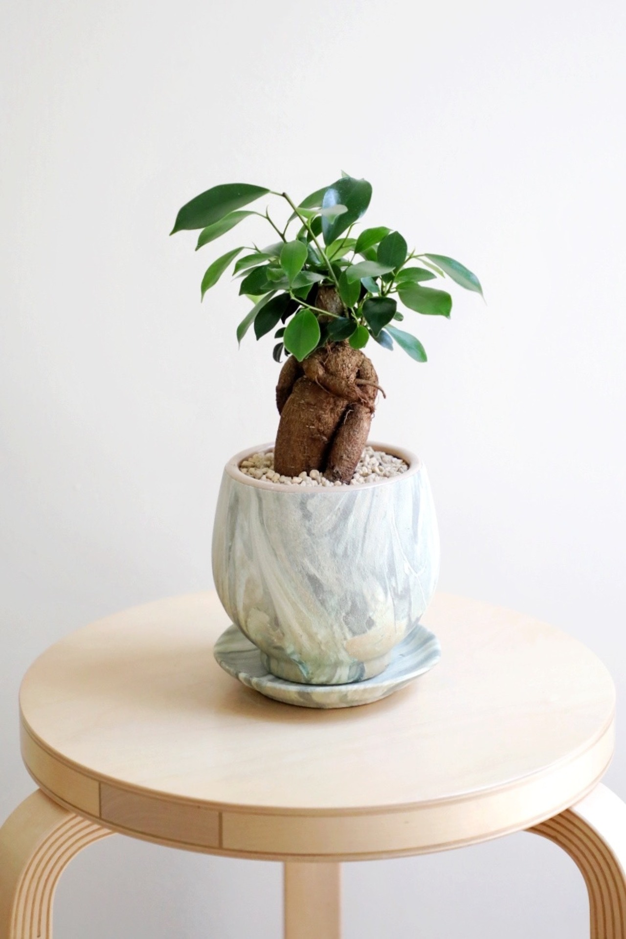 【S】ガジュマル/Ficus microcarpa