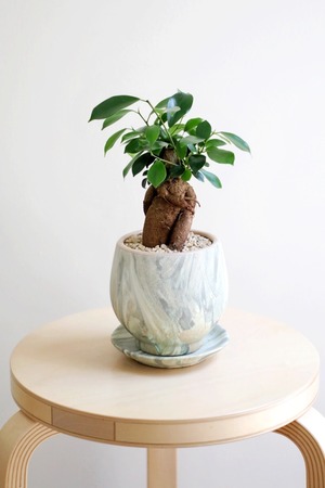 【S】ガジュマル/Ficus microcarpa