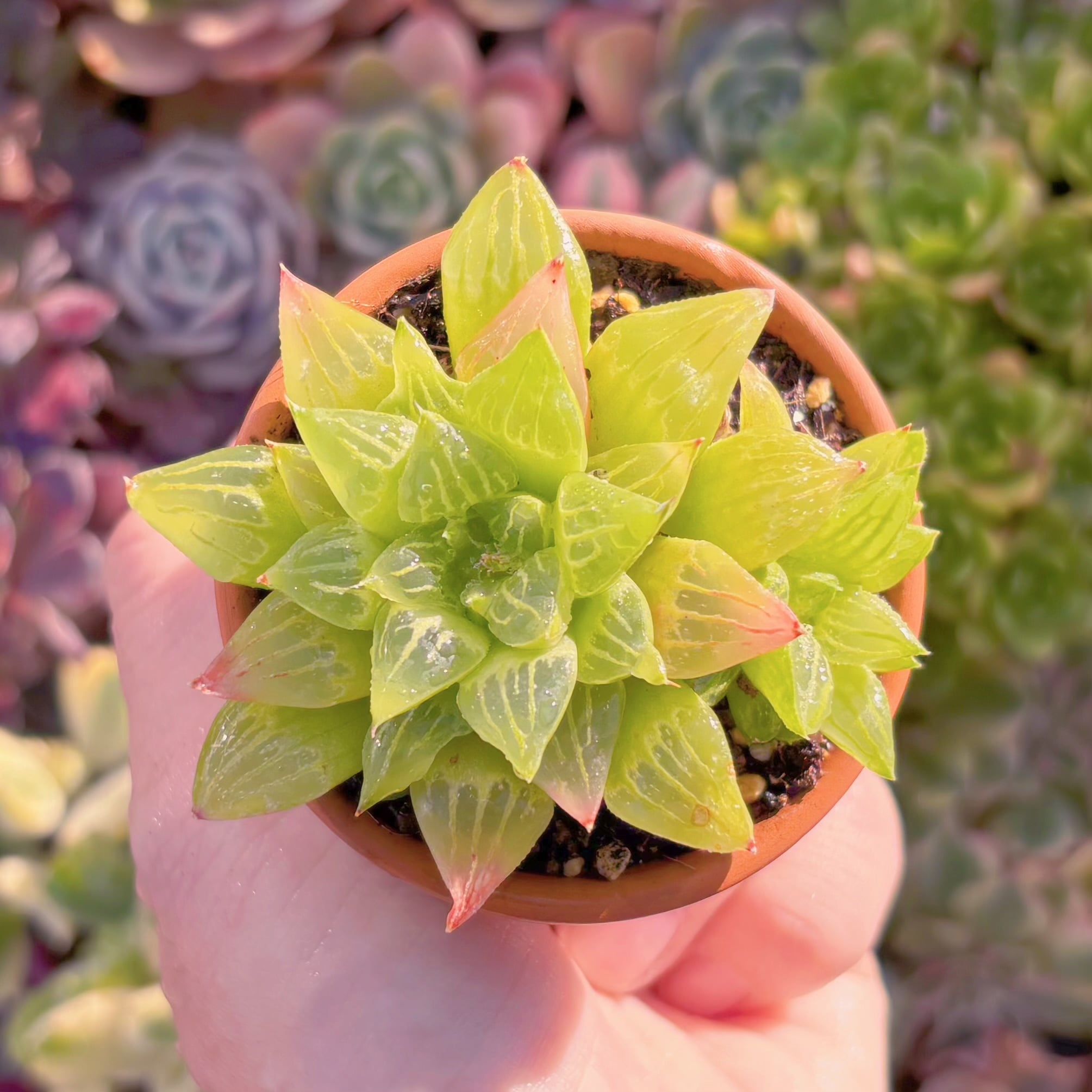 多肉植物　エメラルドフラッシュ　新入荷　るる農園