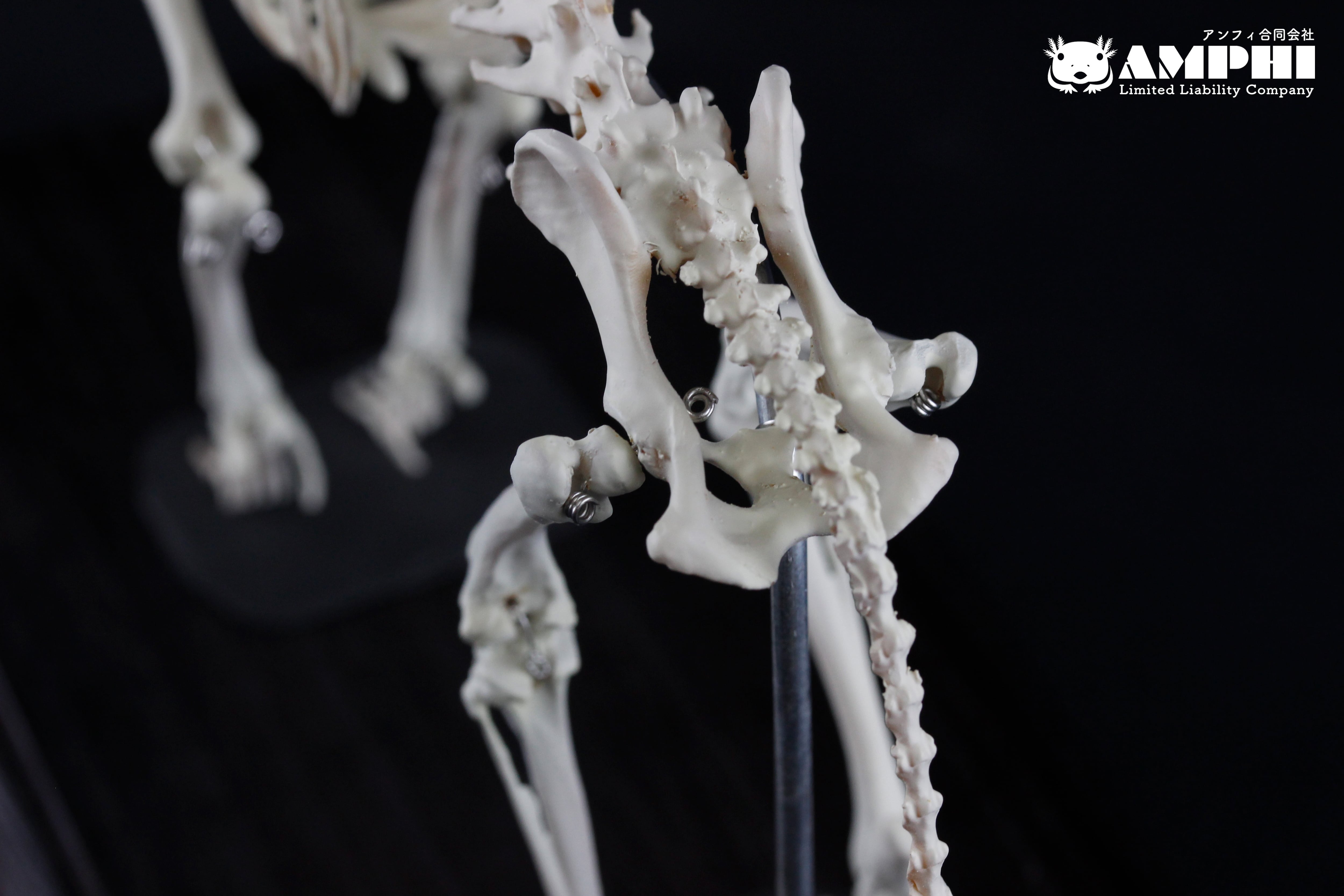 肩甲骨も含め可動式】イヌ（Canis lupus familiaris） 縮小全身骨格