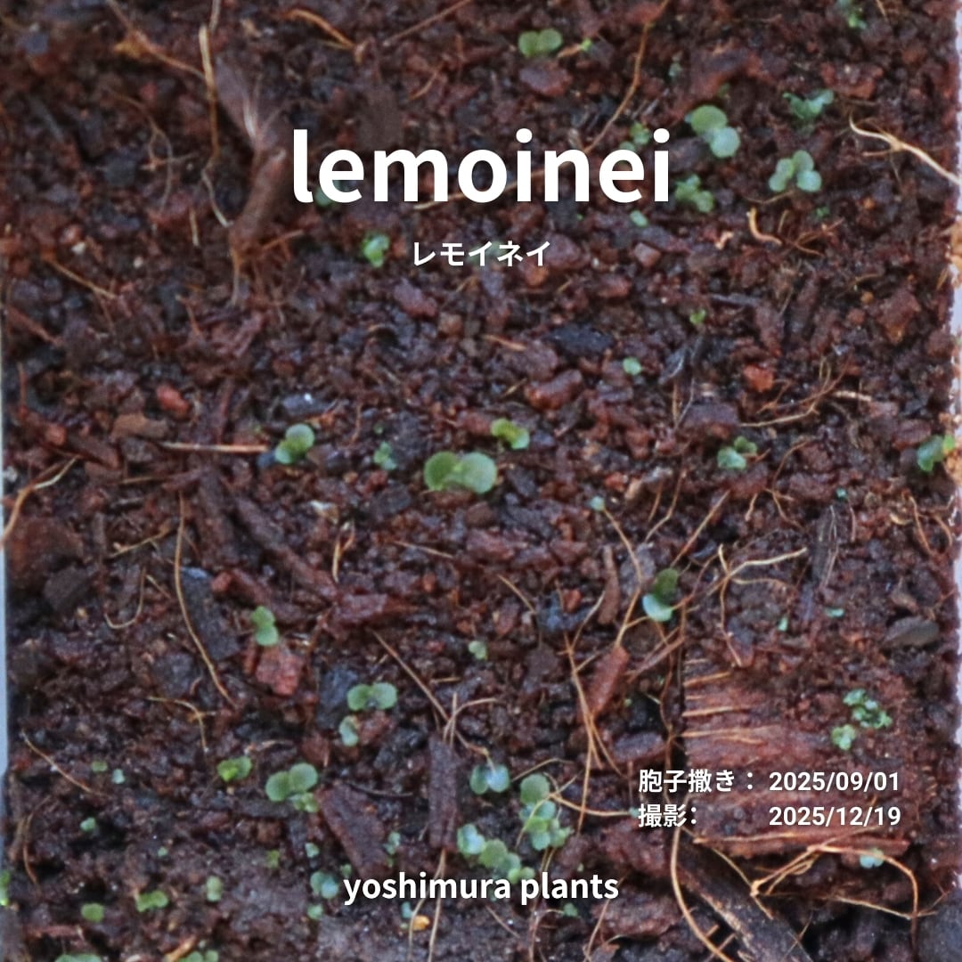 胞子] lemoinei レモイネイ ビカクシダ | Pay ID