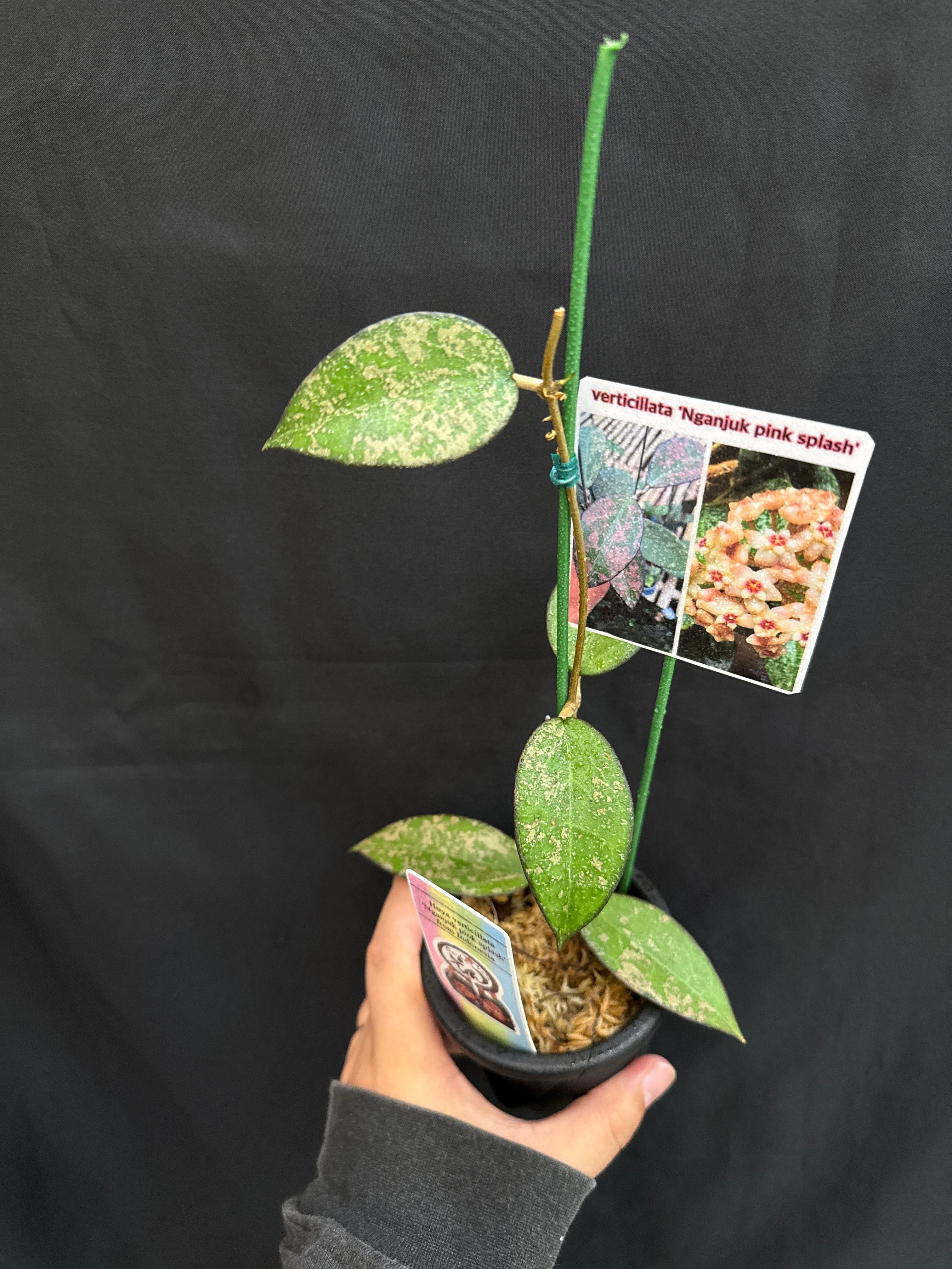 ホヤ・ディスキディア・洋蘭等 | Gardenえん 【観葉熱帯植物】