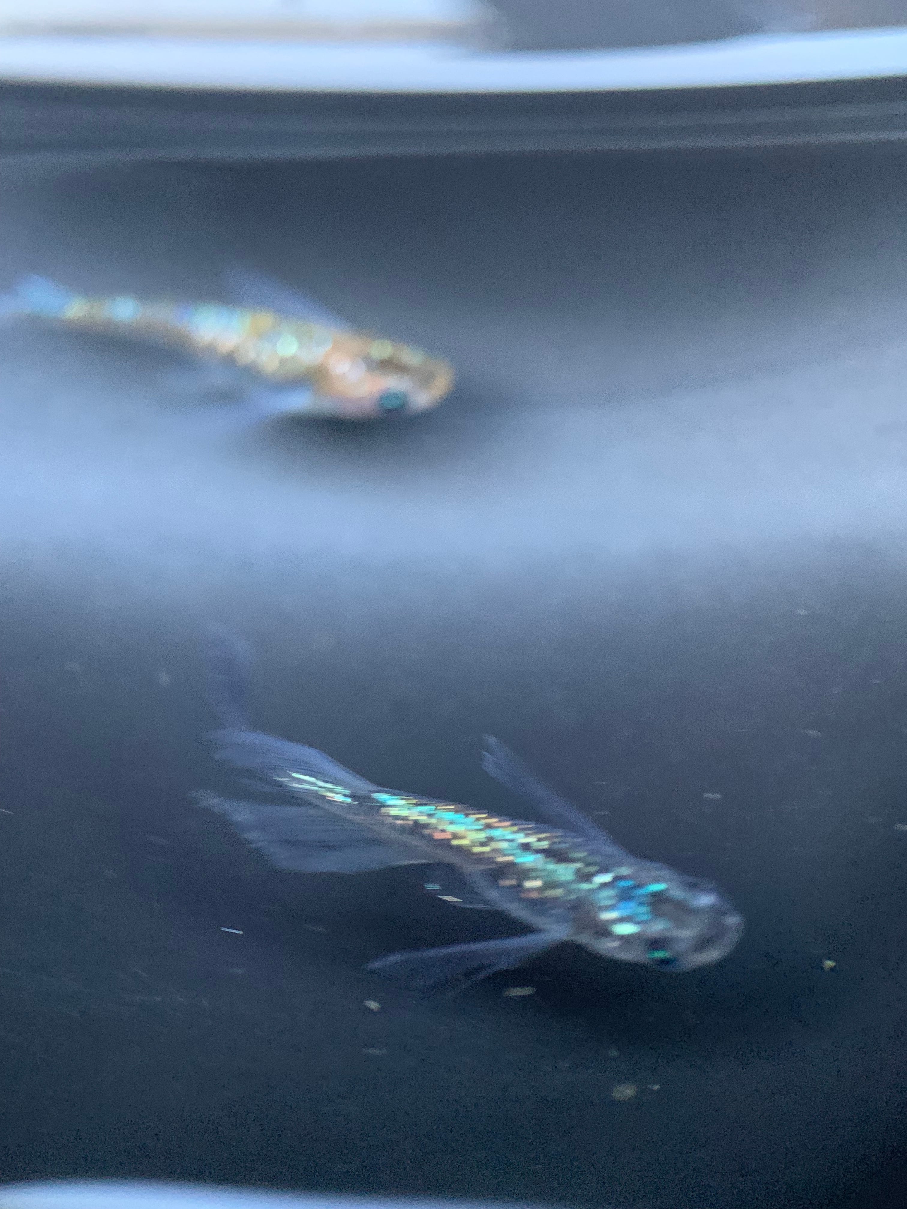 めだか（ラメ王選別個体）2ペア＋1匹…メダカ めだか（ラメ王選別個体）2ペア＋1匹…メダカ