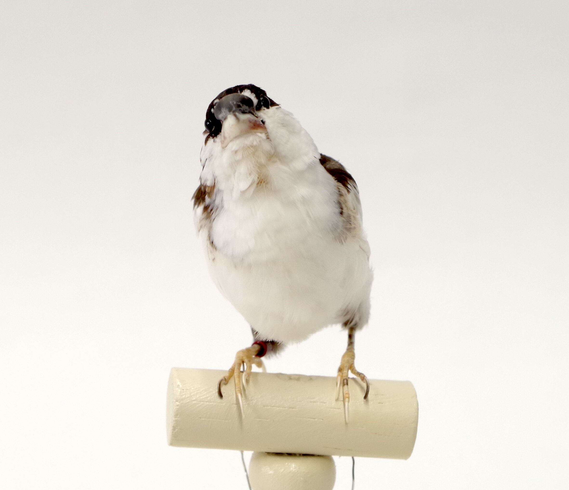 ジュウシマツ 剥製 | アトリエ杉本