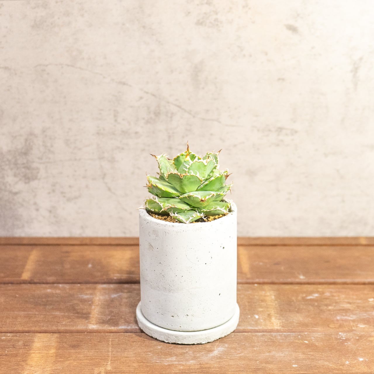 アガベ・チタノタ フィリグリー（丸葉・幅広タイプ）極上の肉厚感を楽しむ逸品｜Atmossphereオリジナル一点物モルタル鉢仕立て【虫発生抑制用土】