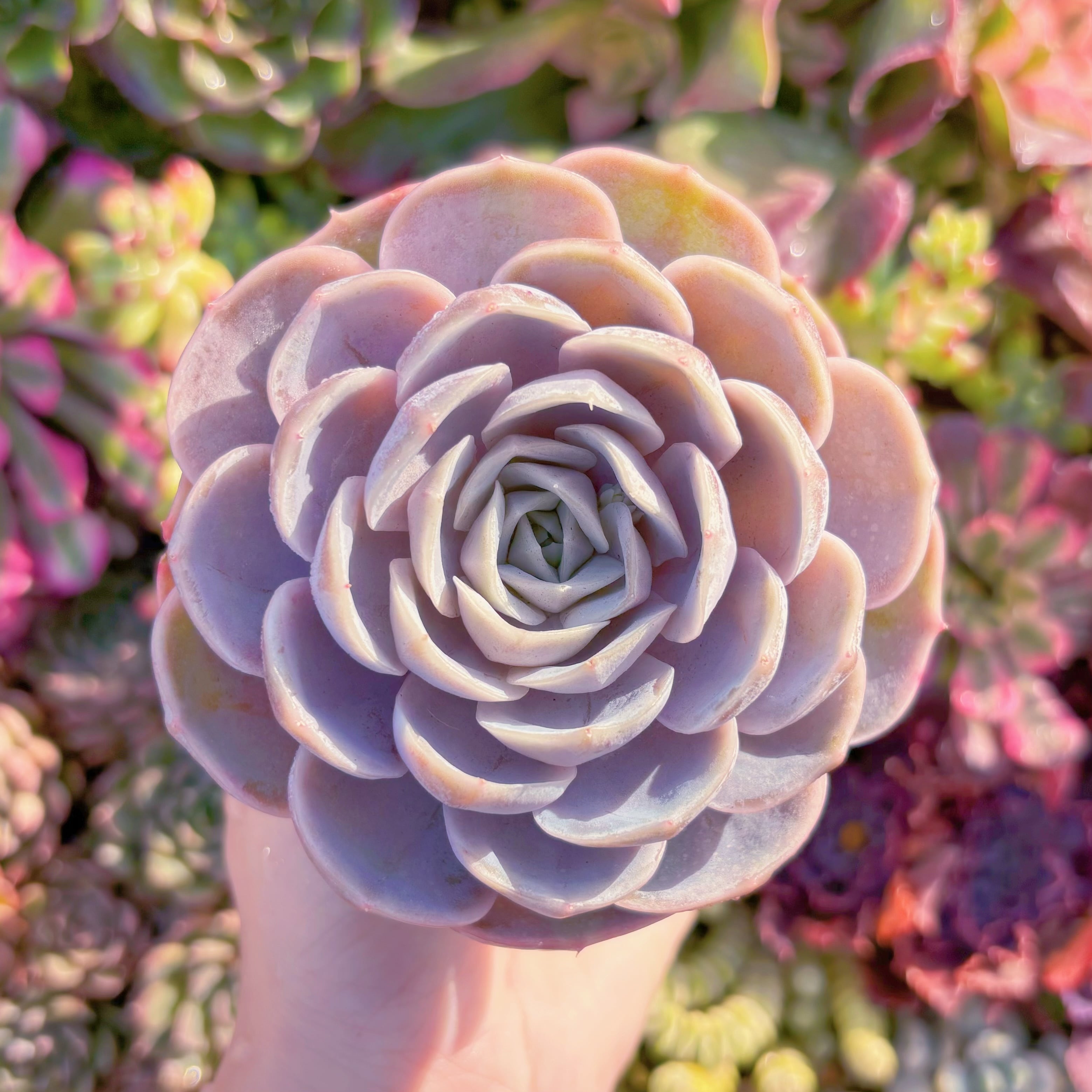 多肉植物　ブルーサプライズ　新入荷　るる農園