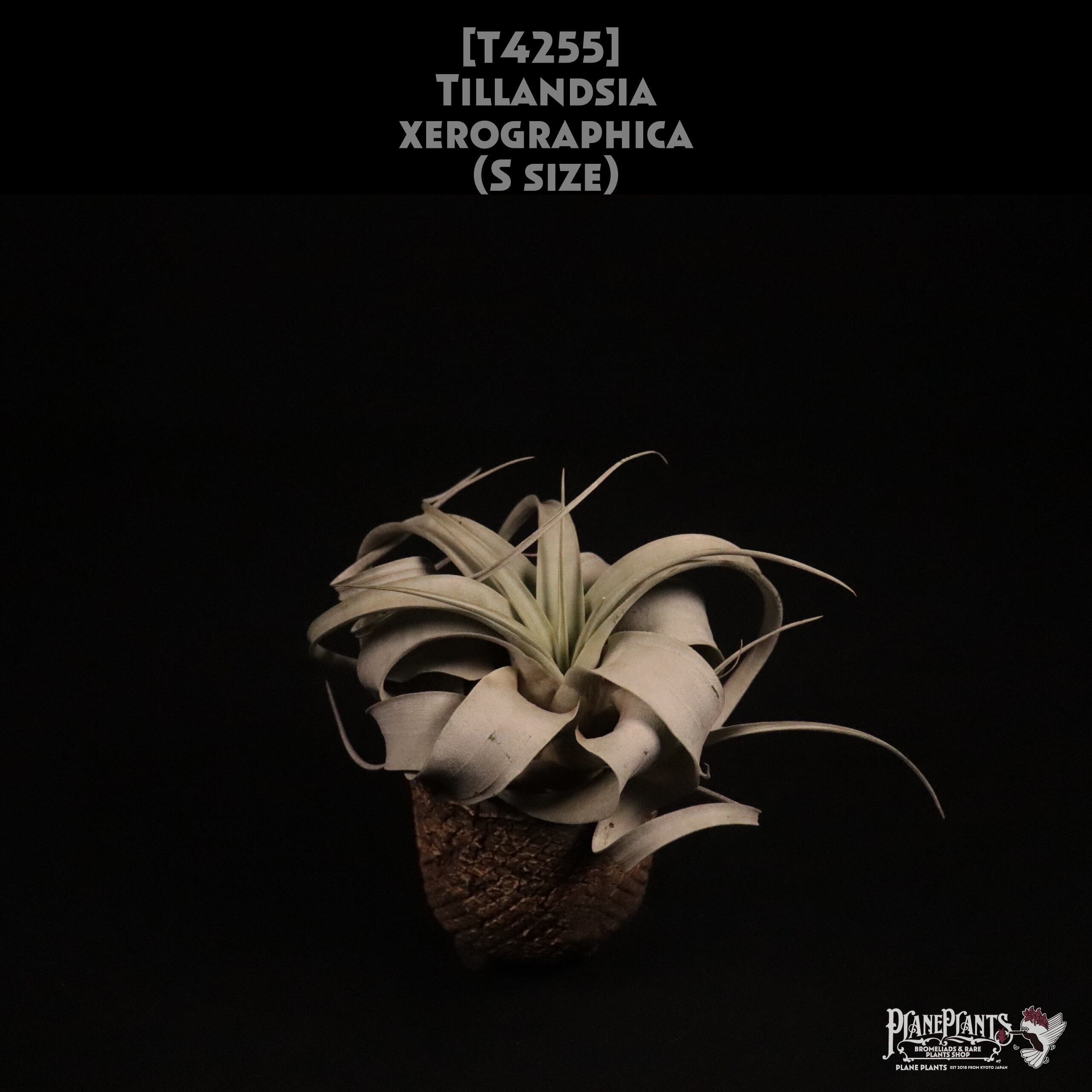 【送料無料】xerographica S〔エアプランツ〕現品発送T4255