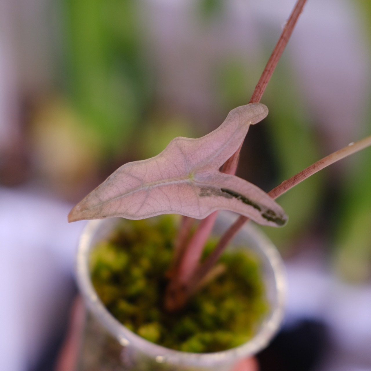 Alocasia Nobillis Pink "K"│アロカシア・ノビリス・ピンク③│観葉植物