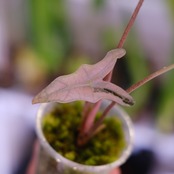 Alocasia Nobillis Pink "K"│アロカシア・ノビリス・ピンク③│観葉植物