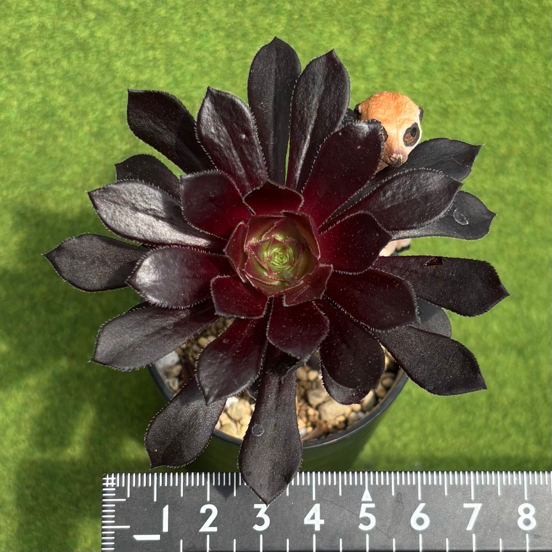 黒法師 ミニ多肉 | 多肉植物 豆彦商店