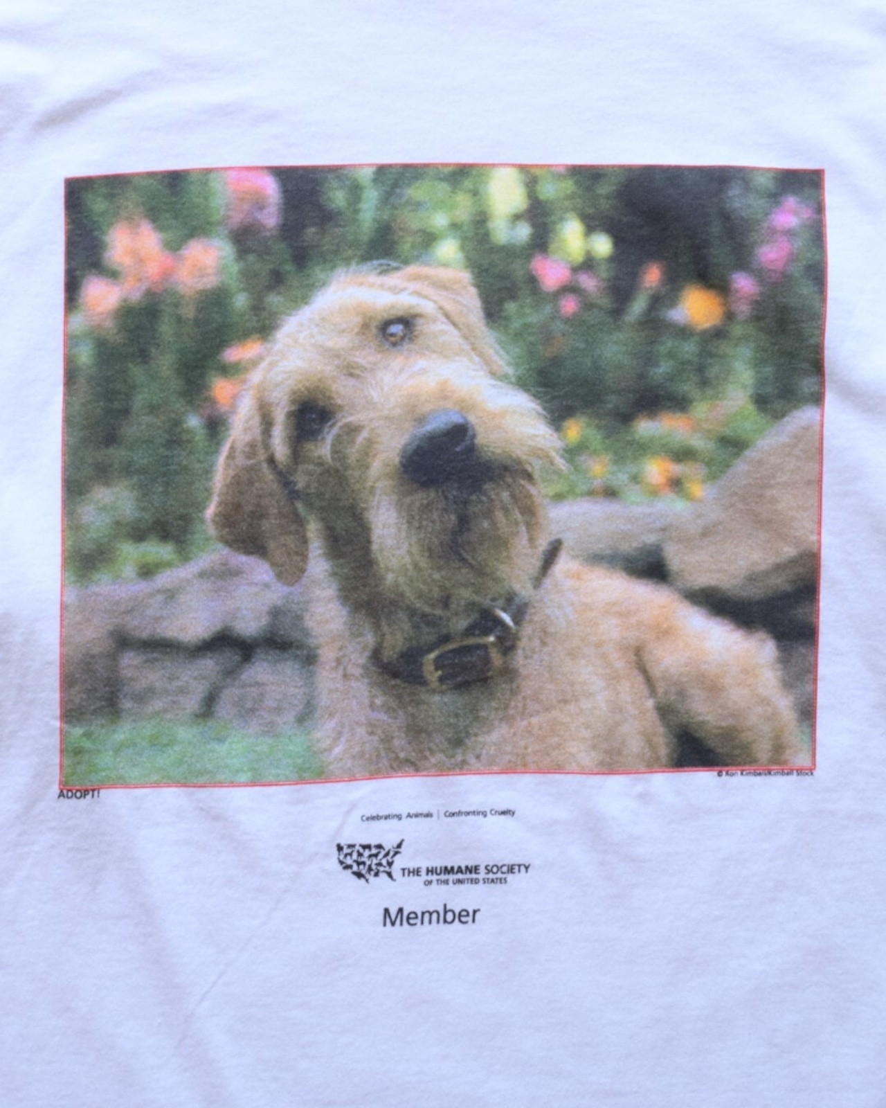 【古着】The Humane Society 犬フォトプリントT - 2