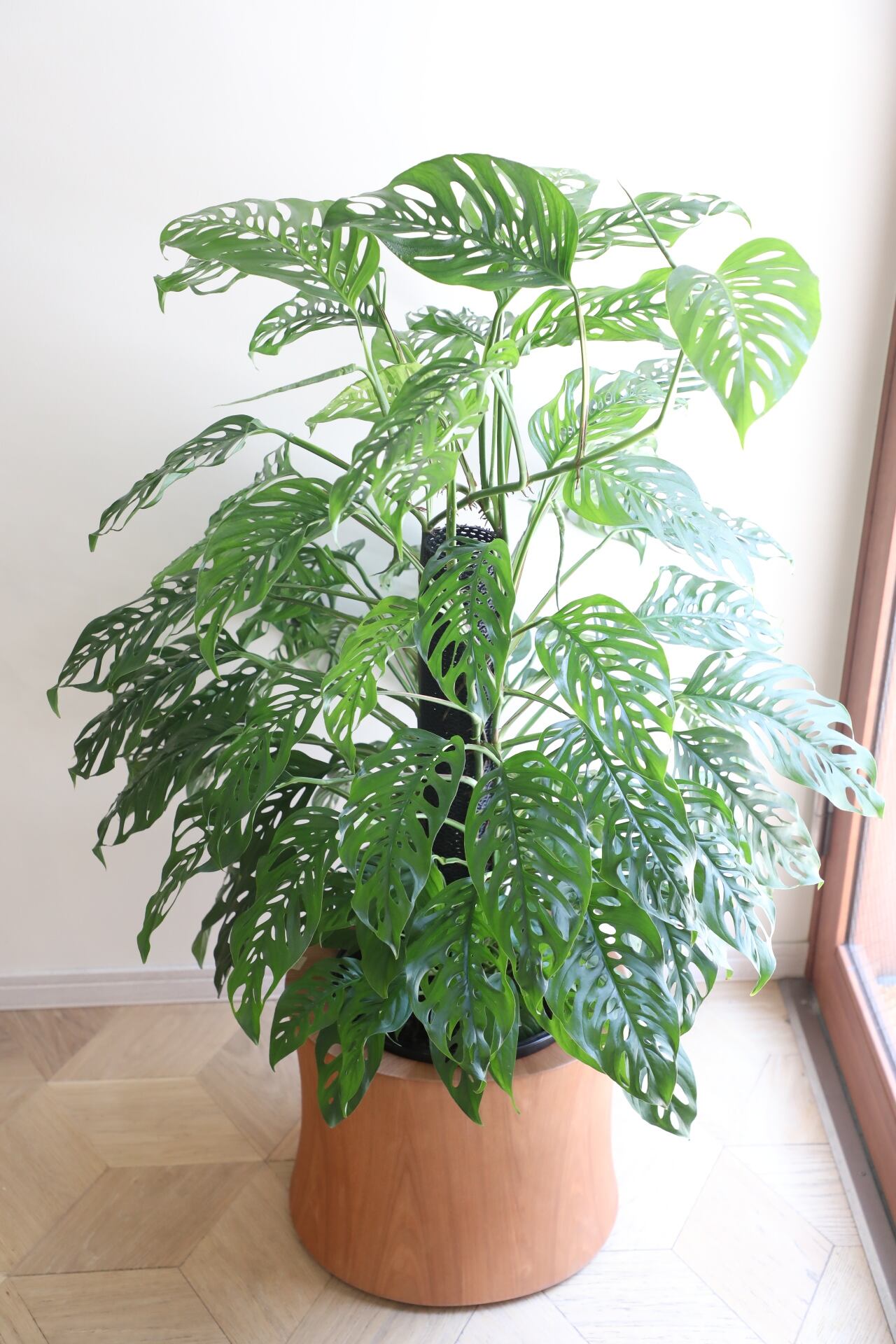 都内近郊限定配送】【122cm】マドカズラ モスポール仕立て/Monstera
