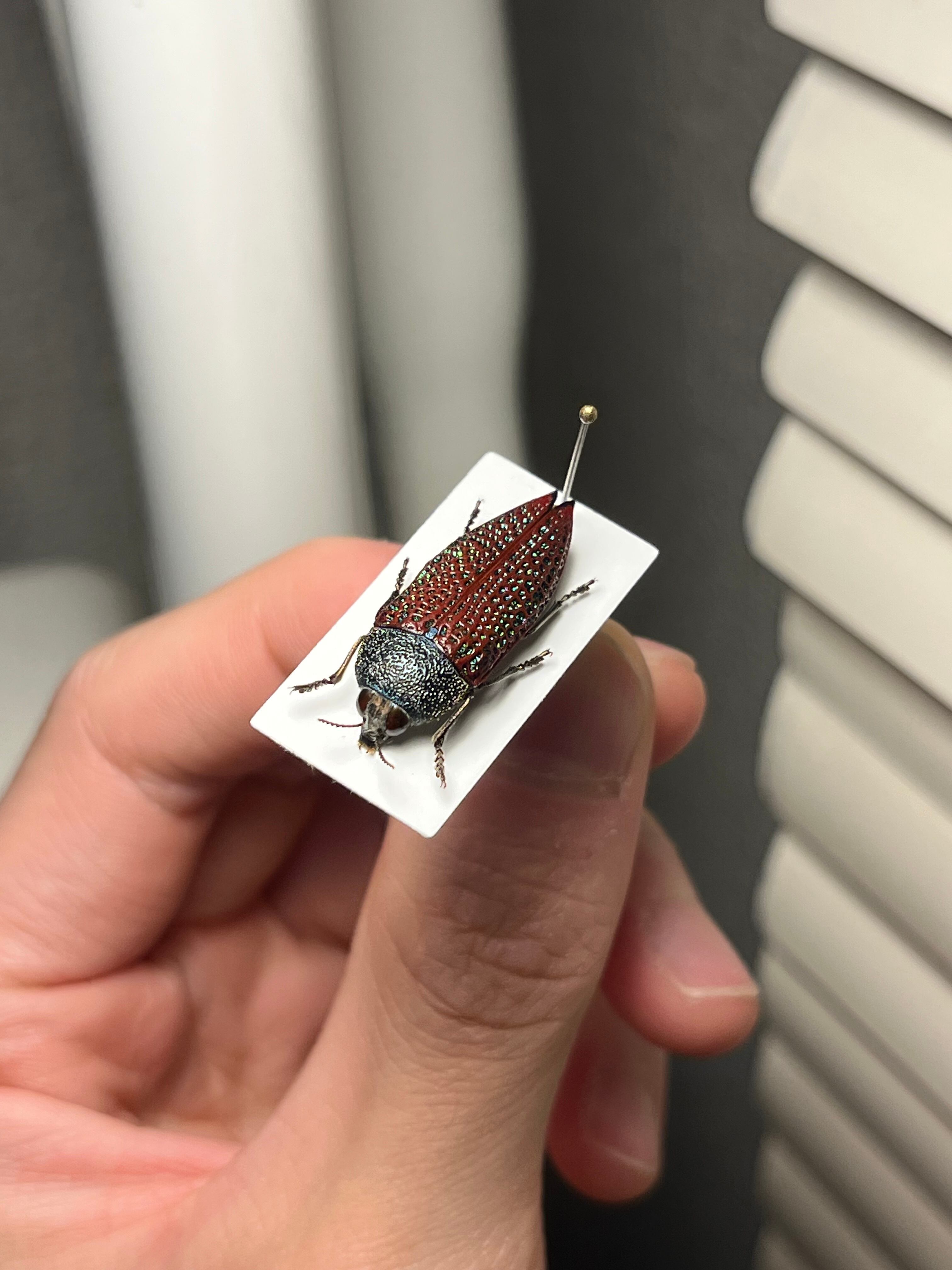 23mm】キラキラアラメムカシタマムシ 昆虫標本 標本 甲虫 カミキリ
