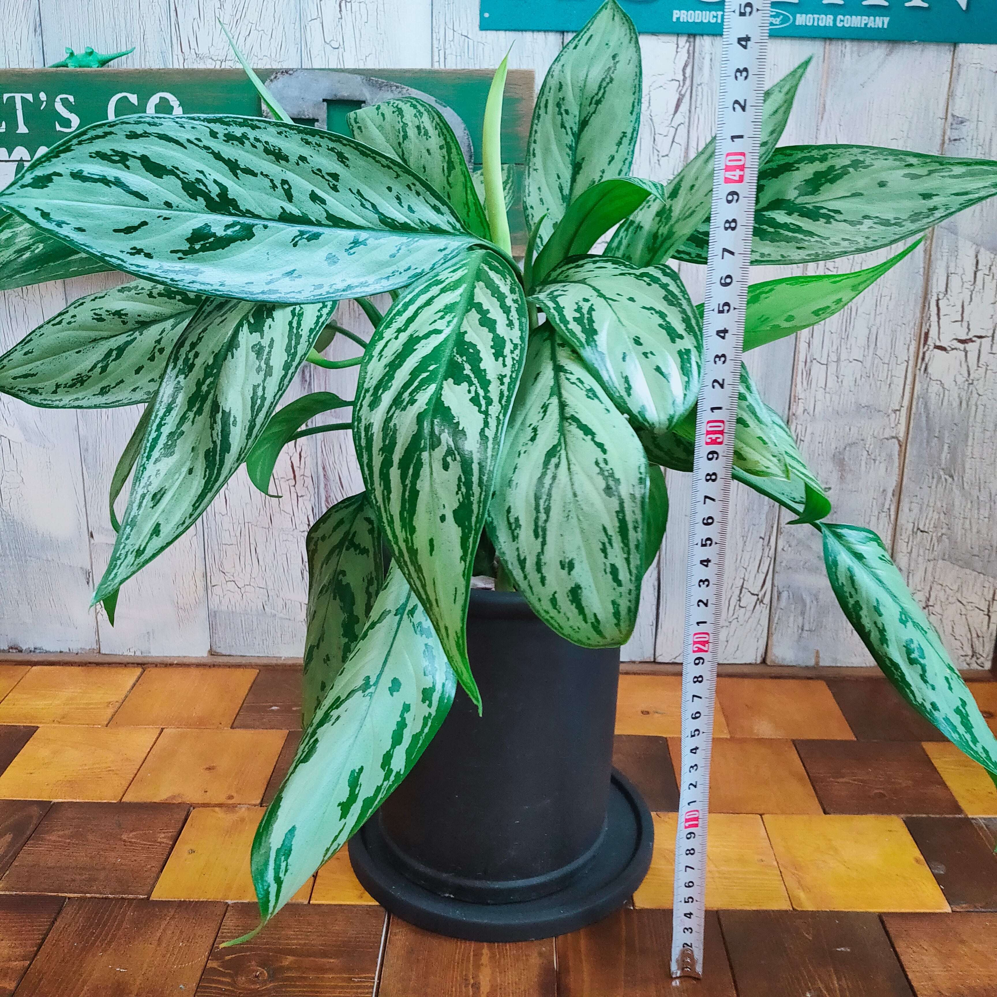 観葉植物】アグラオネマ シルバークィーン 受皿付 | 陽華園