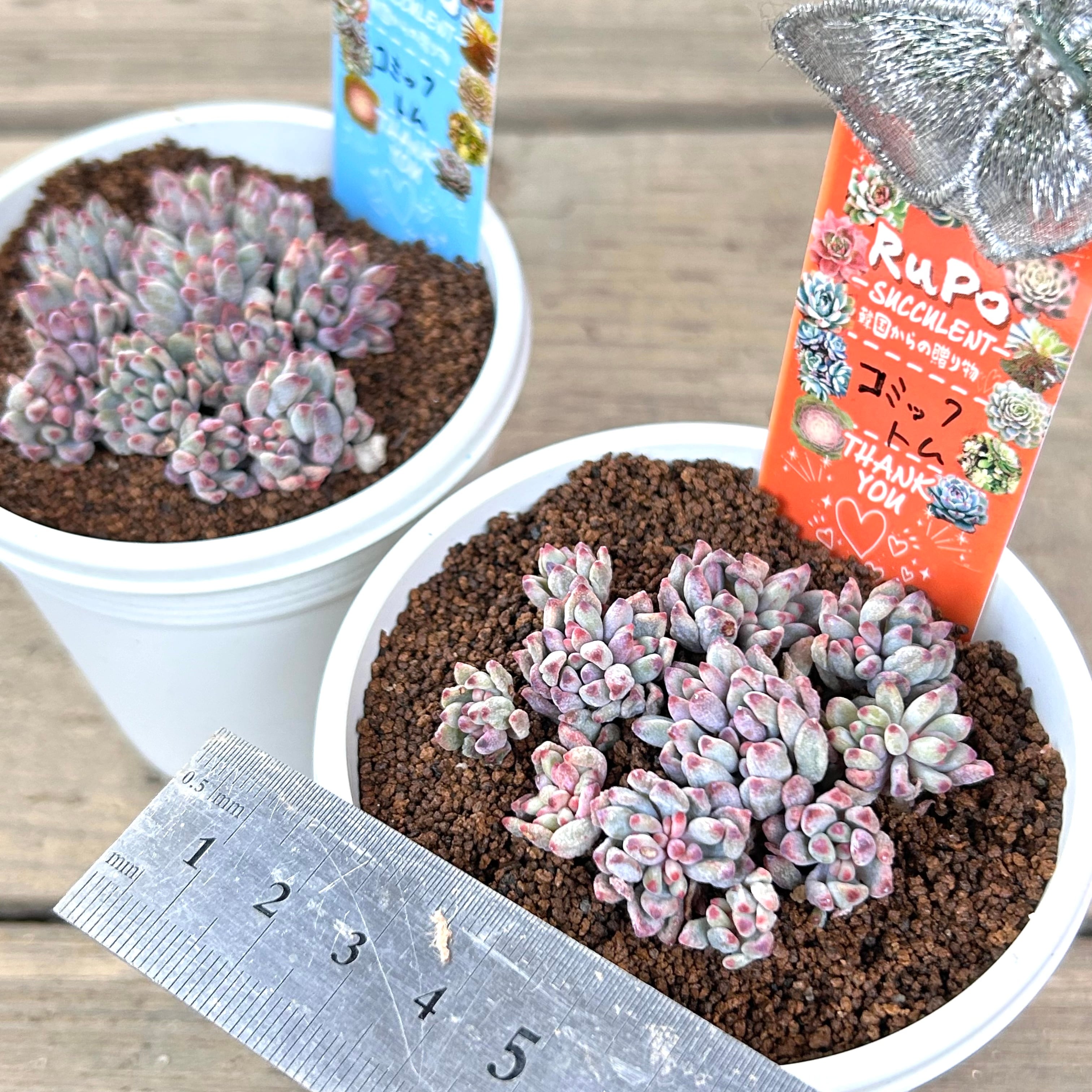 赤葉日高ミセバヤ カット苗 セダム 多肉植物 日高ミセバヤ 3~3.5