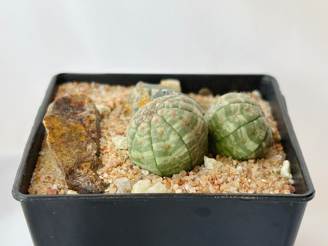Euphorbia Obesa ユーフォルビア オベサ 多肉植物
