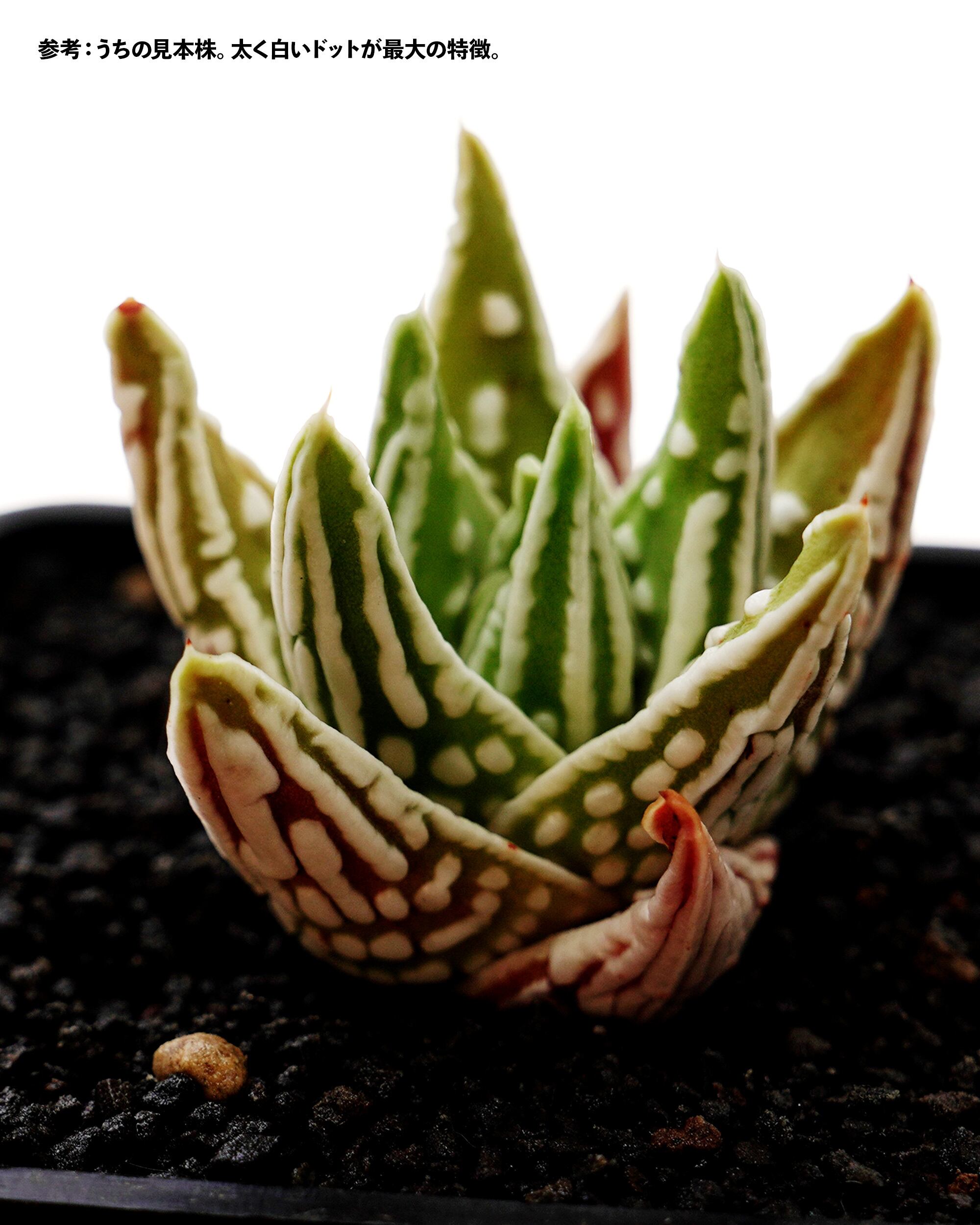 カット苗 ハオルチア 天使の泪 Haworthia 'Tenshi no Namida