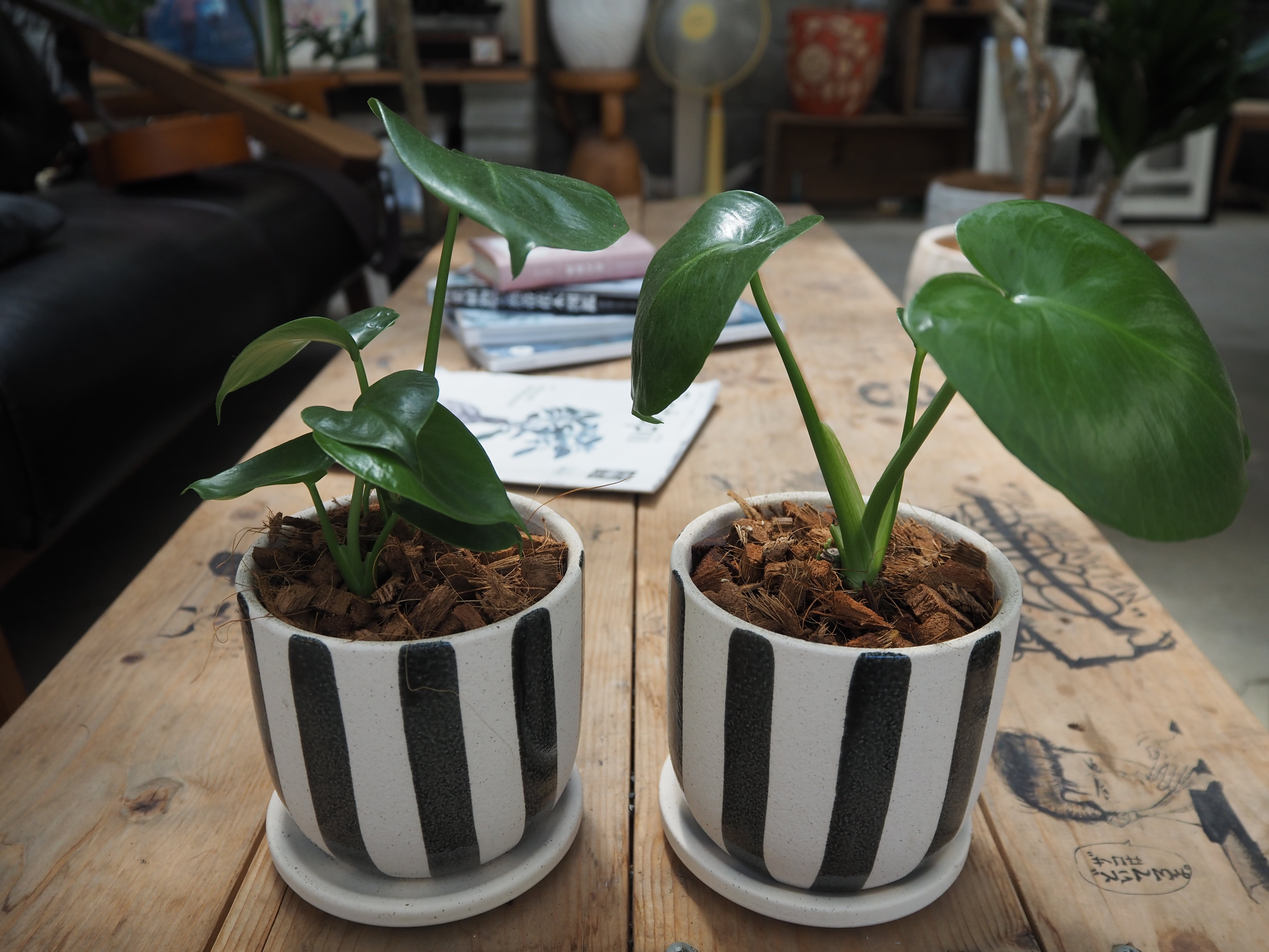 ALL ITEM | 高橋園芸