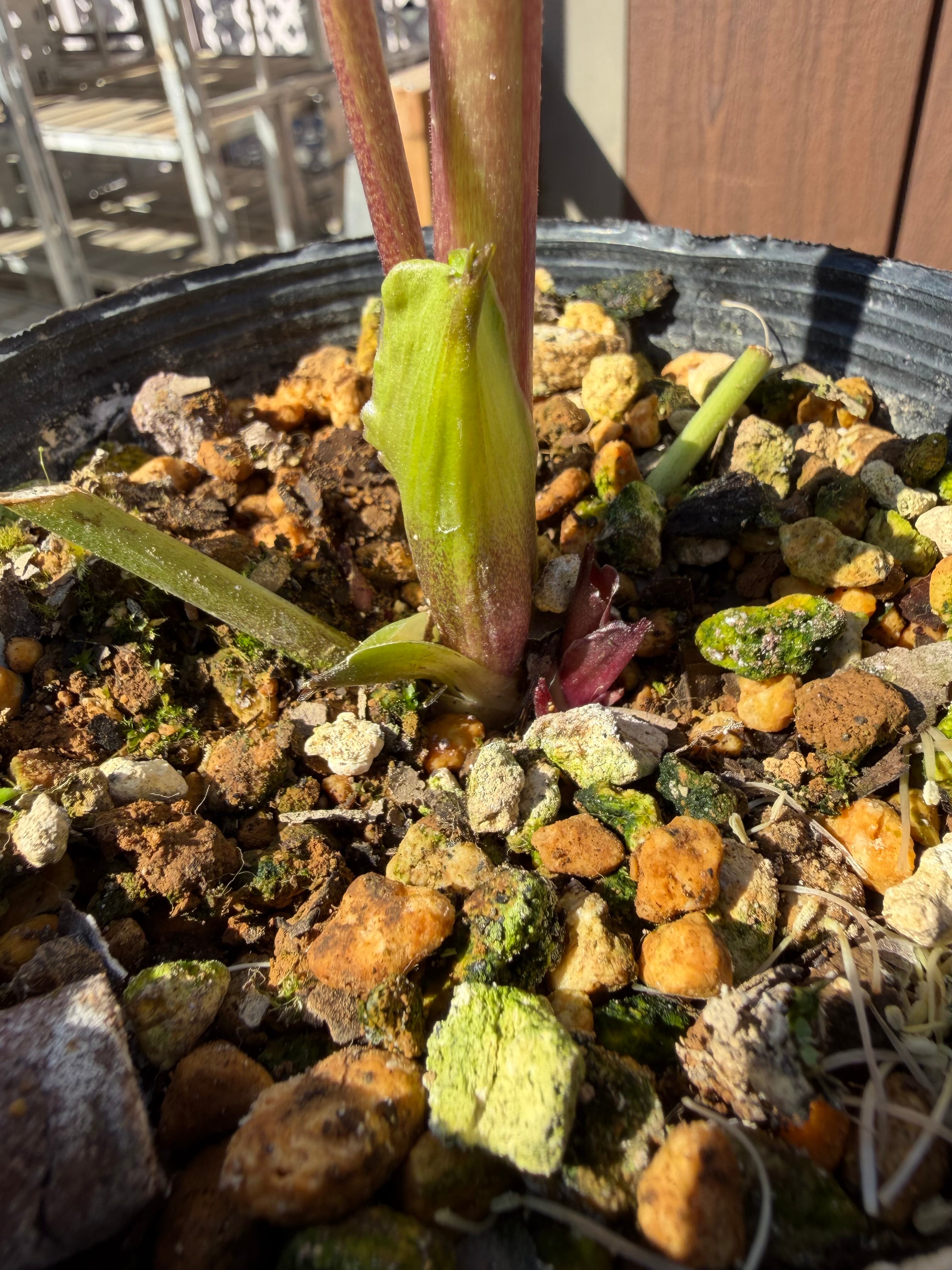 ショコラ 髙正園 クリスマスローズ【Ta07】送料無料 | あしかが