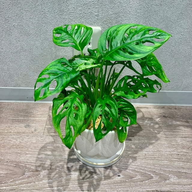 一点もの【マドカズラ】|観葉植物|サトイモ科|窓蔓|フリードリヒスターリー|リゾート感|南国風|陶器|ギフト|お祝い