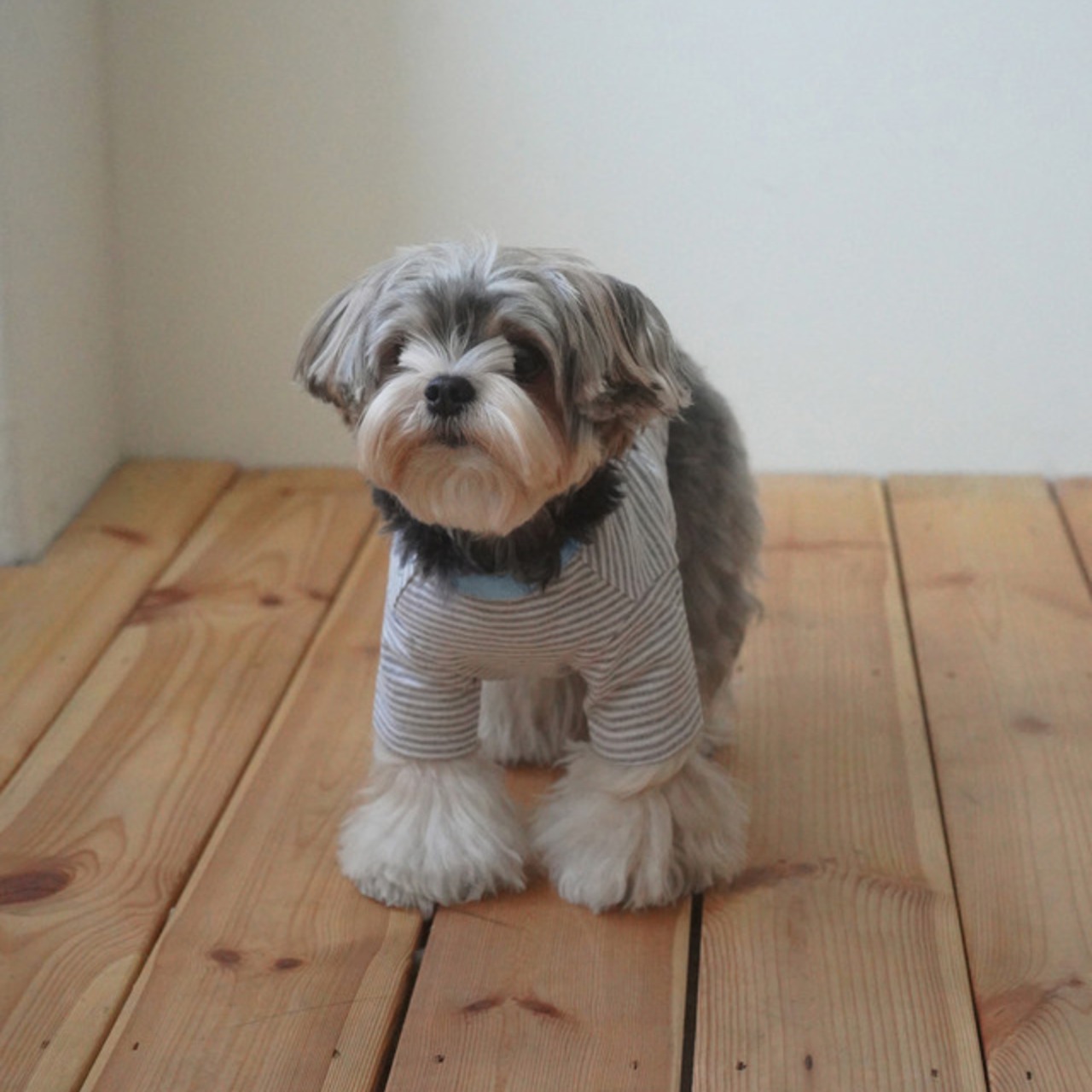 【予約】[ togethering ] Pencil Striped T-Shirt｜Grey - 5