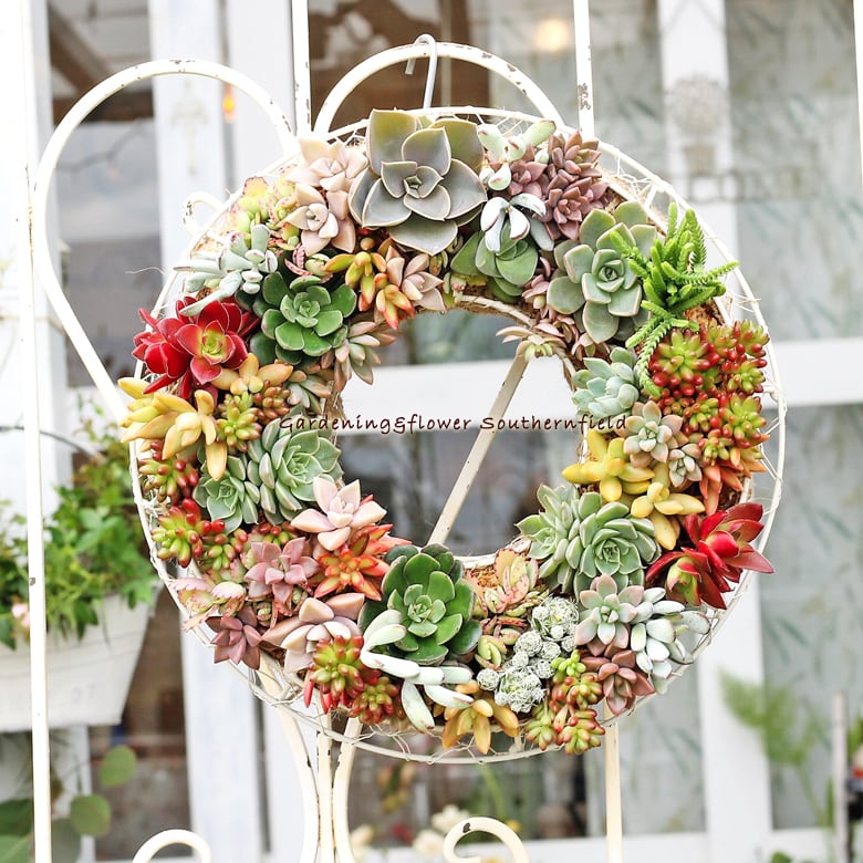 多肉植物寄せ植え ギャザリングリースMサイズ30cm | Gardening＆Flower