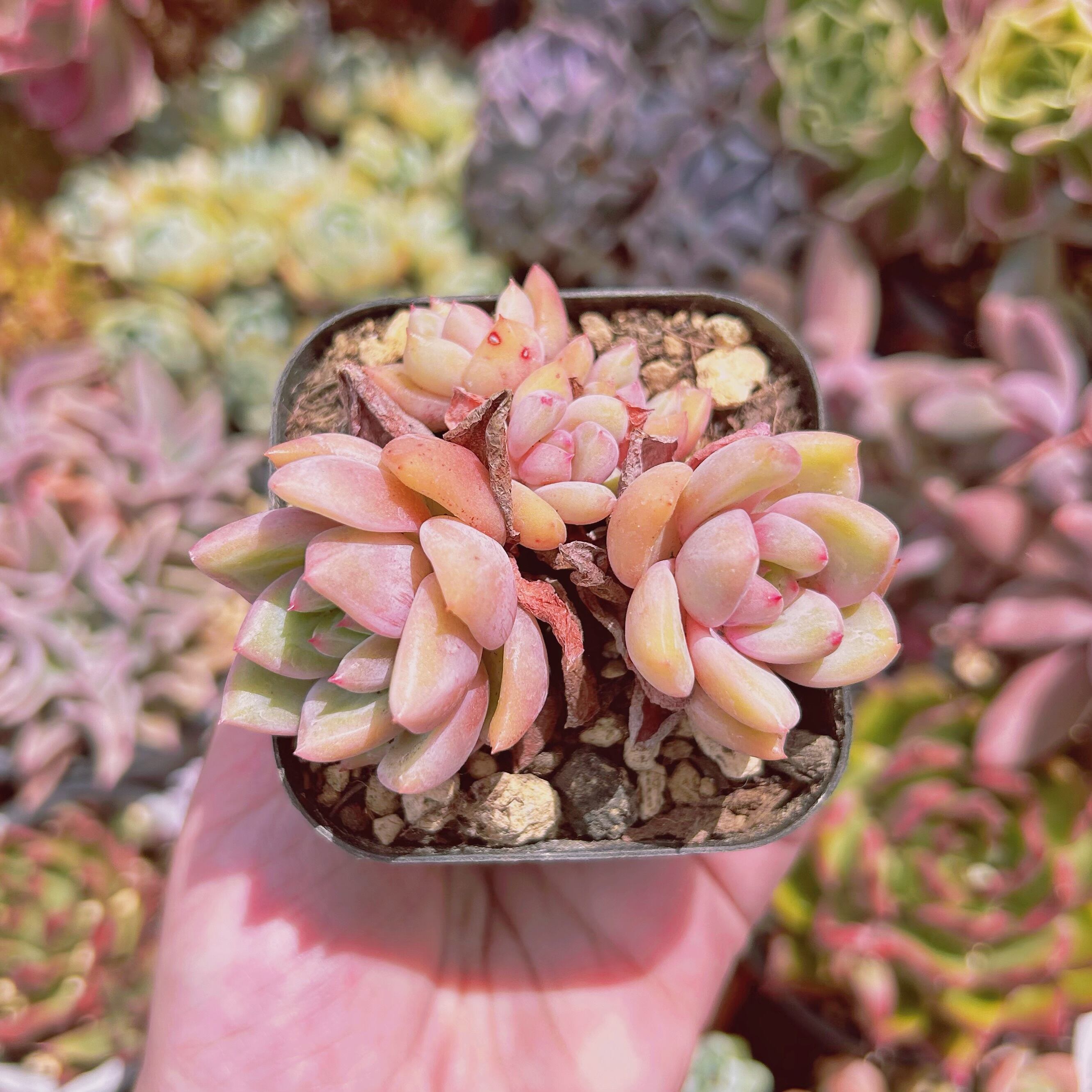 多肉植物。抜き苗。シャネル法師錦 現物 多肉植物 シャネル 抜き苗 | るる農園~多肉植物専門