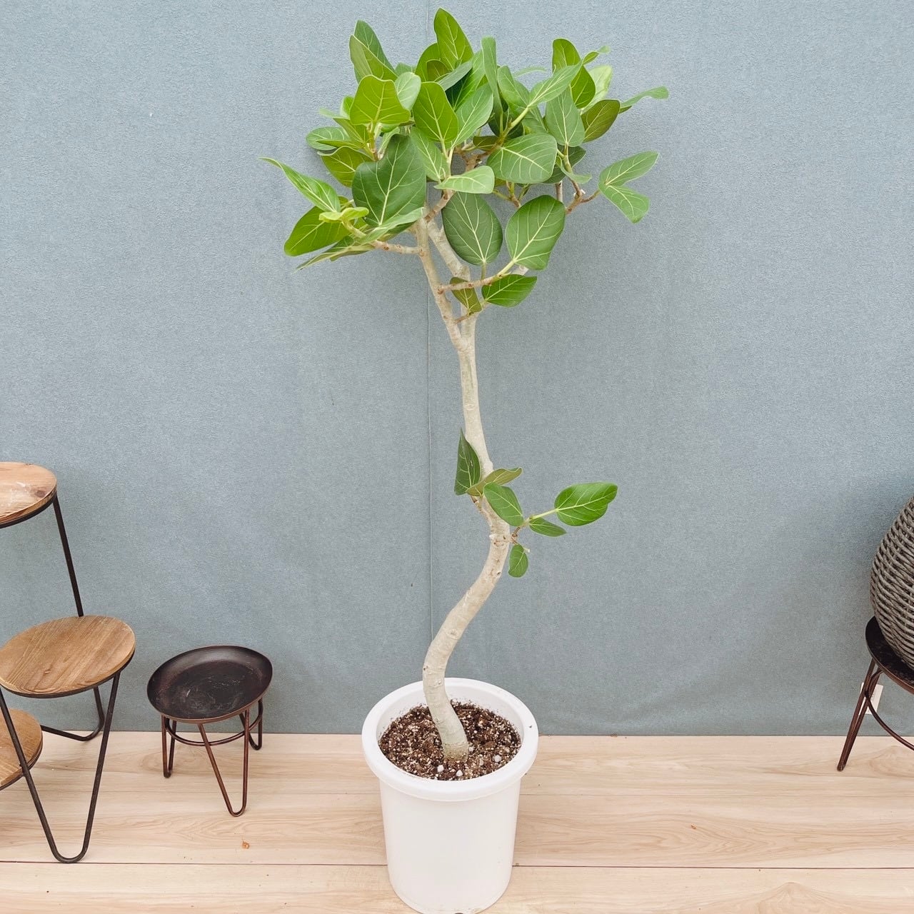 現品］19番 マドカズラ ミント 斑入り 7号 観葉植物 室内 かわいい