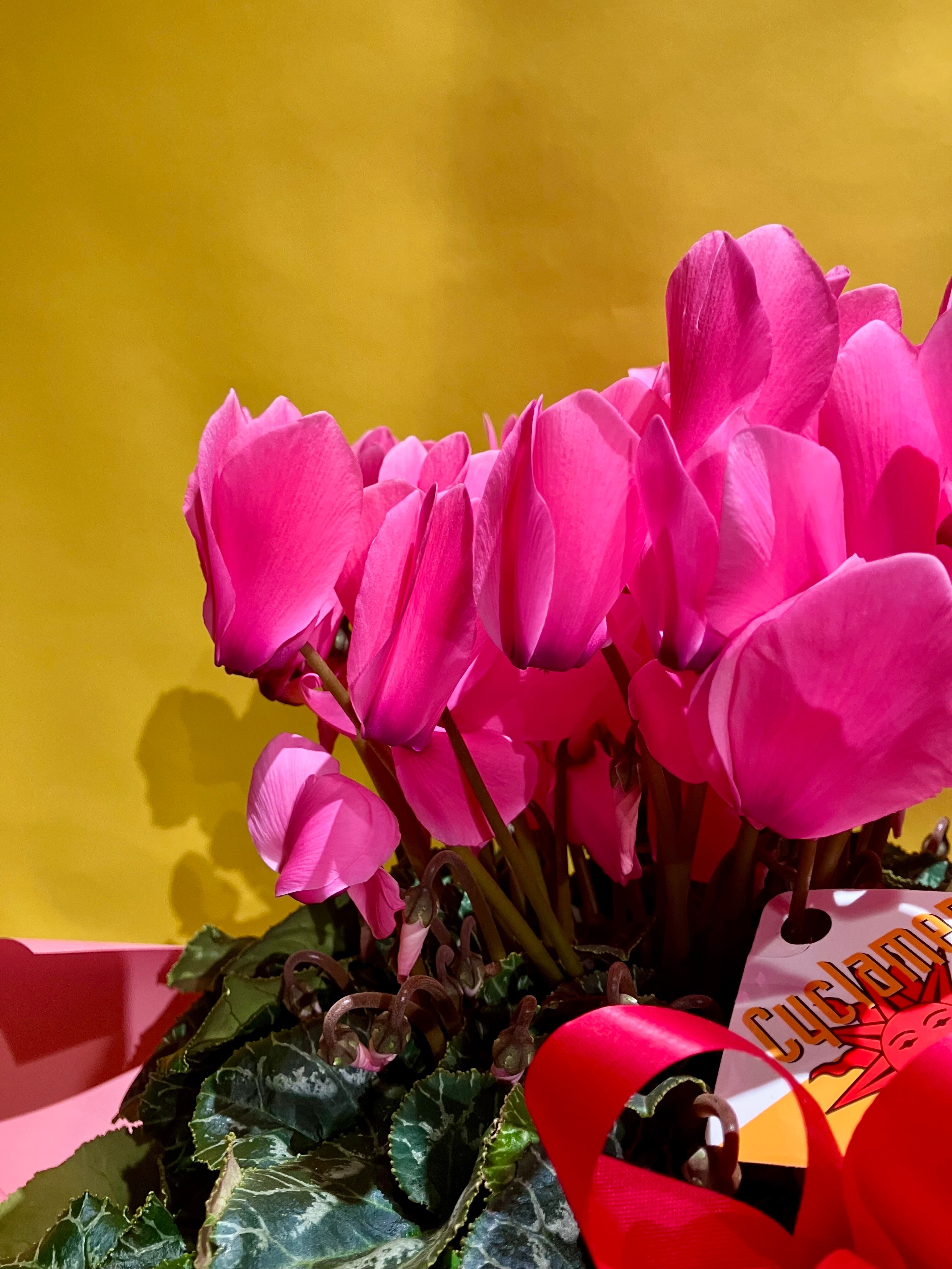 シクラメン【セレナ】