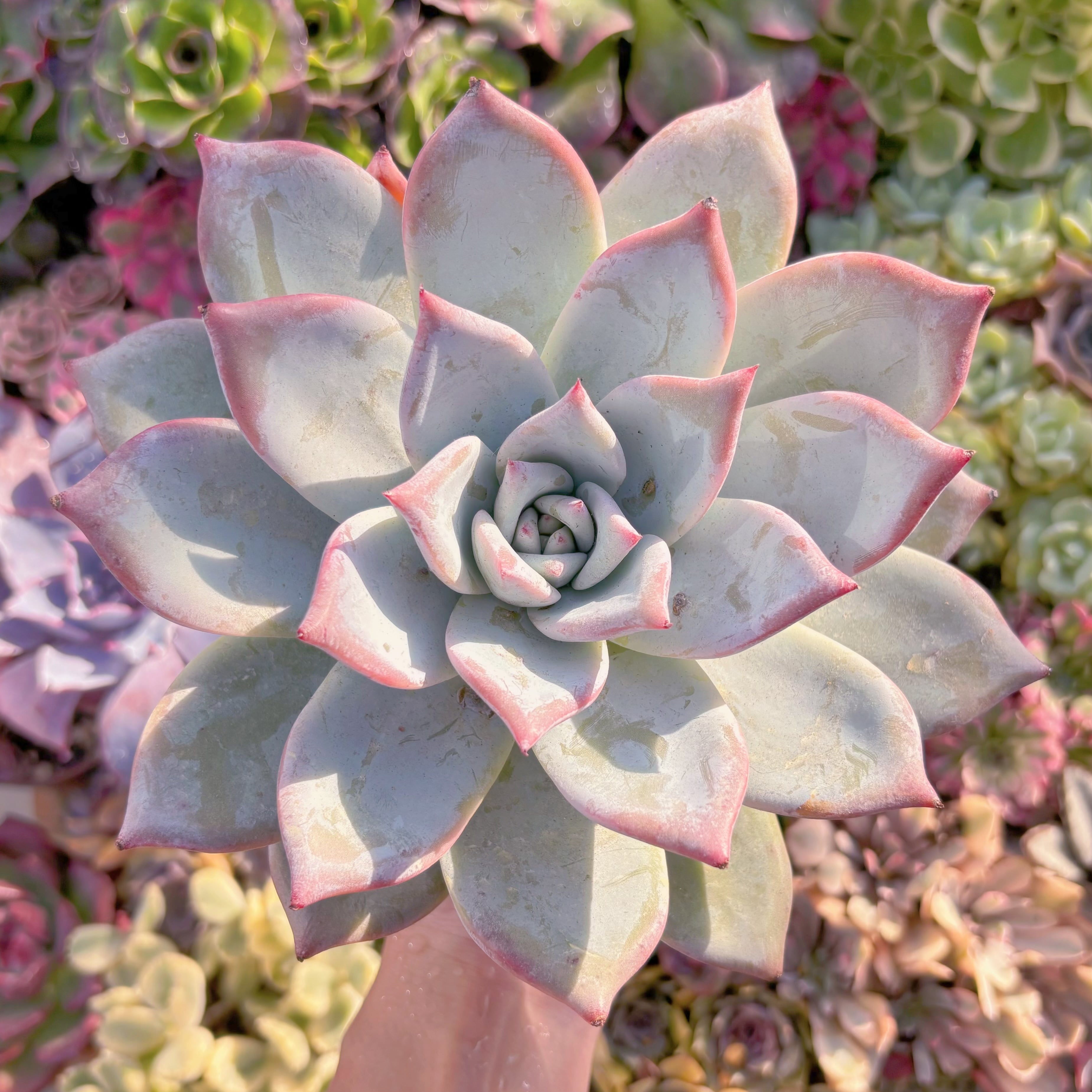 現品　ダイヤモンドコロラータ#K037　特大大苗　在庫僅少　るる農園