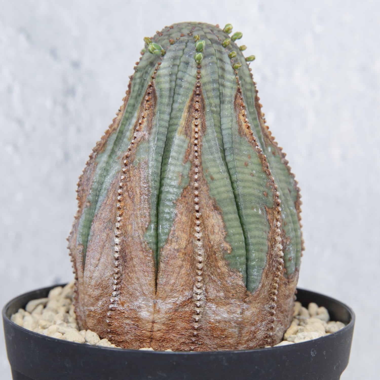 木質化 美模様 マウンテン オベサ / ユーフォルビア | LIGHTHOUSE