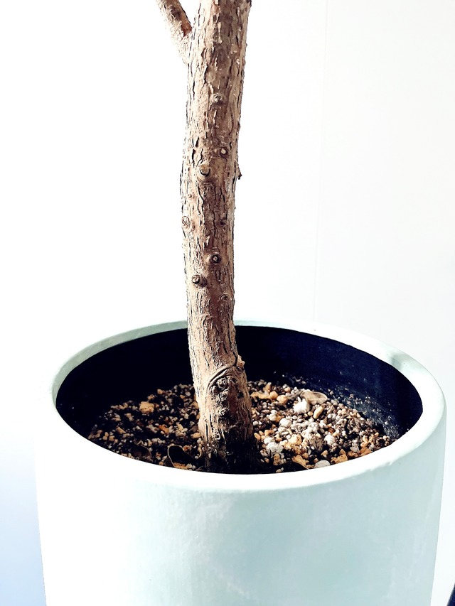 ガジュマル ベビーリーフ【Luxury Plants】希少植物 8号 シンボルツリー