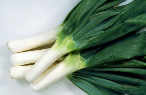 ネギ「下仁田葱」（20ml） 画像