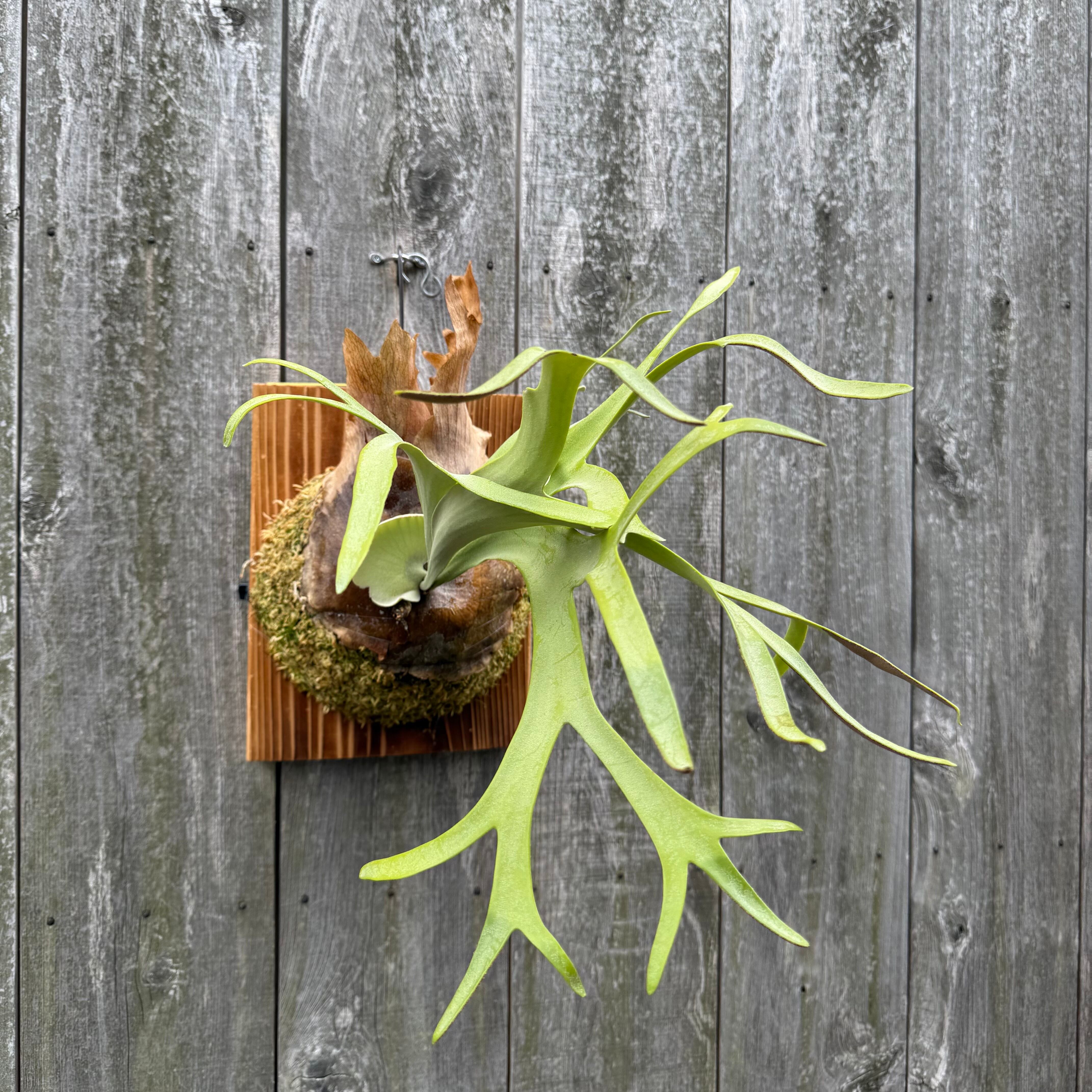 P. willinckii cv. Silvery Dwarf (pup) | naturefix