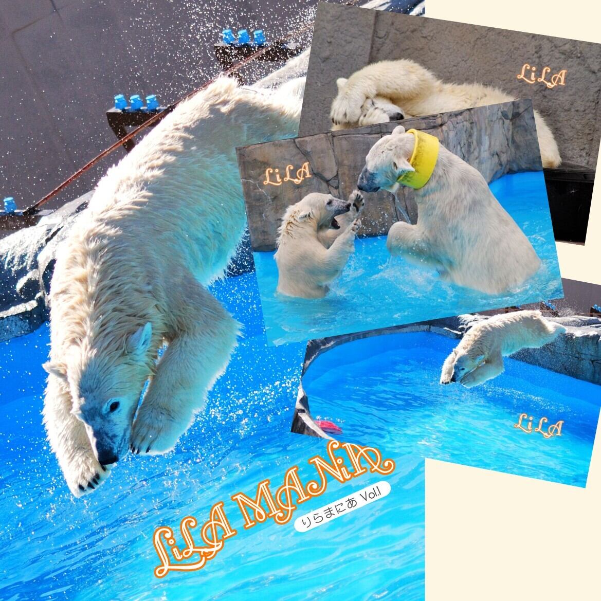 りらまにあ1】ポストカード 全30枚(全部セット) | 動物園写真家-ZOO
