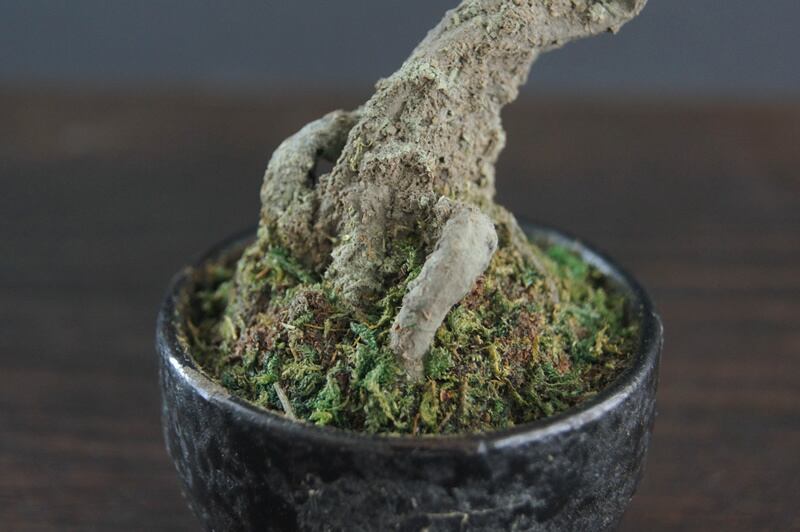 盆栽 松 Pinetree Bonsai #75 | Oh! BONSAI