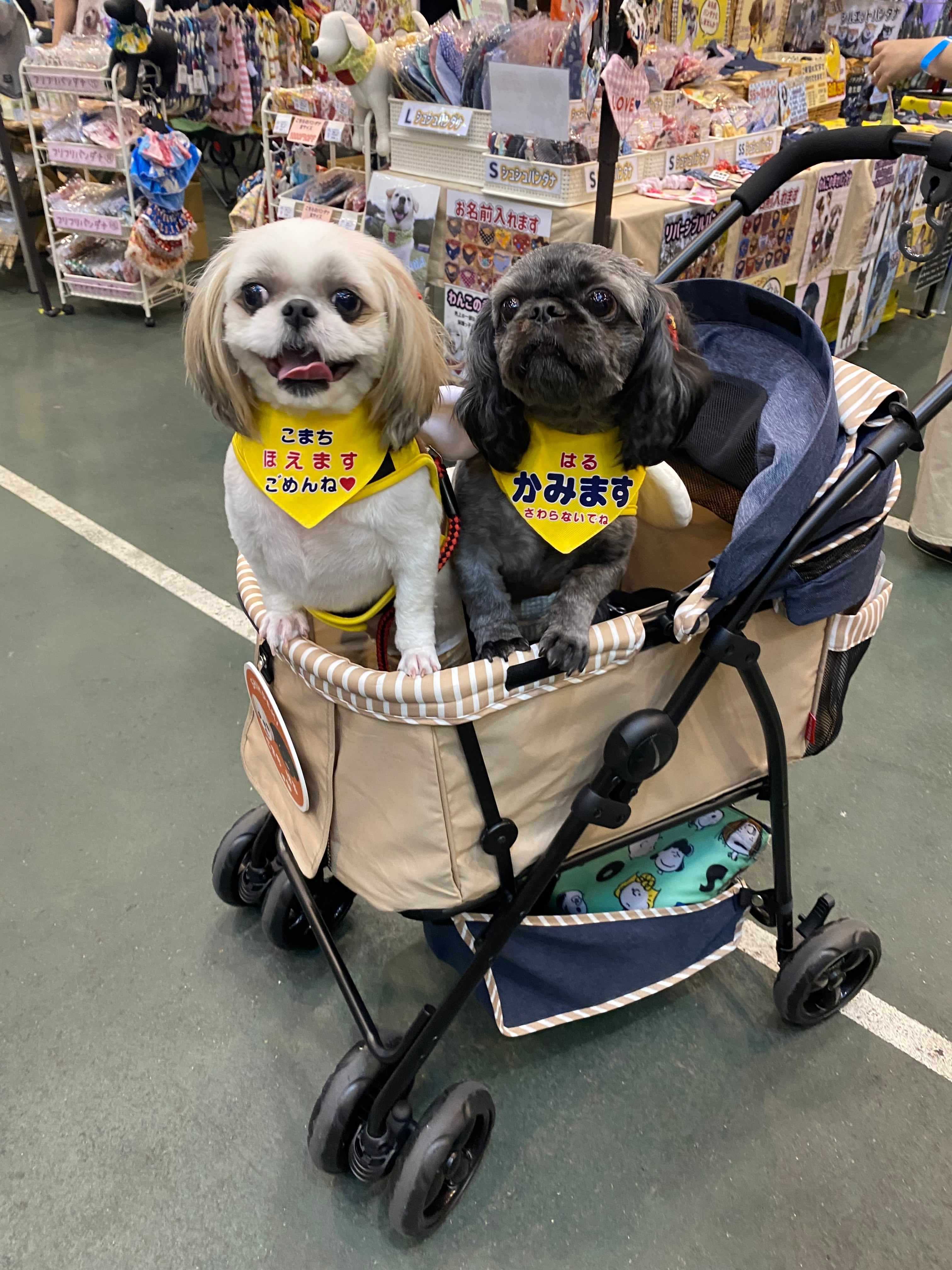 ⭐️イヌノハナ　ふわふわトレーナー かわいい　犬　イヌ　用　イエロー　M ⭐️イヌノハナ ふわふわトレーナー かわいい 犬 イヌ 用