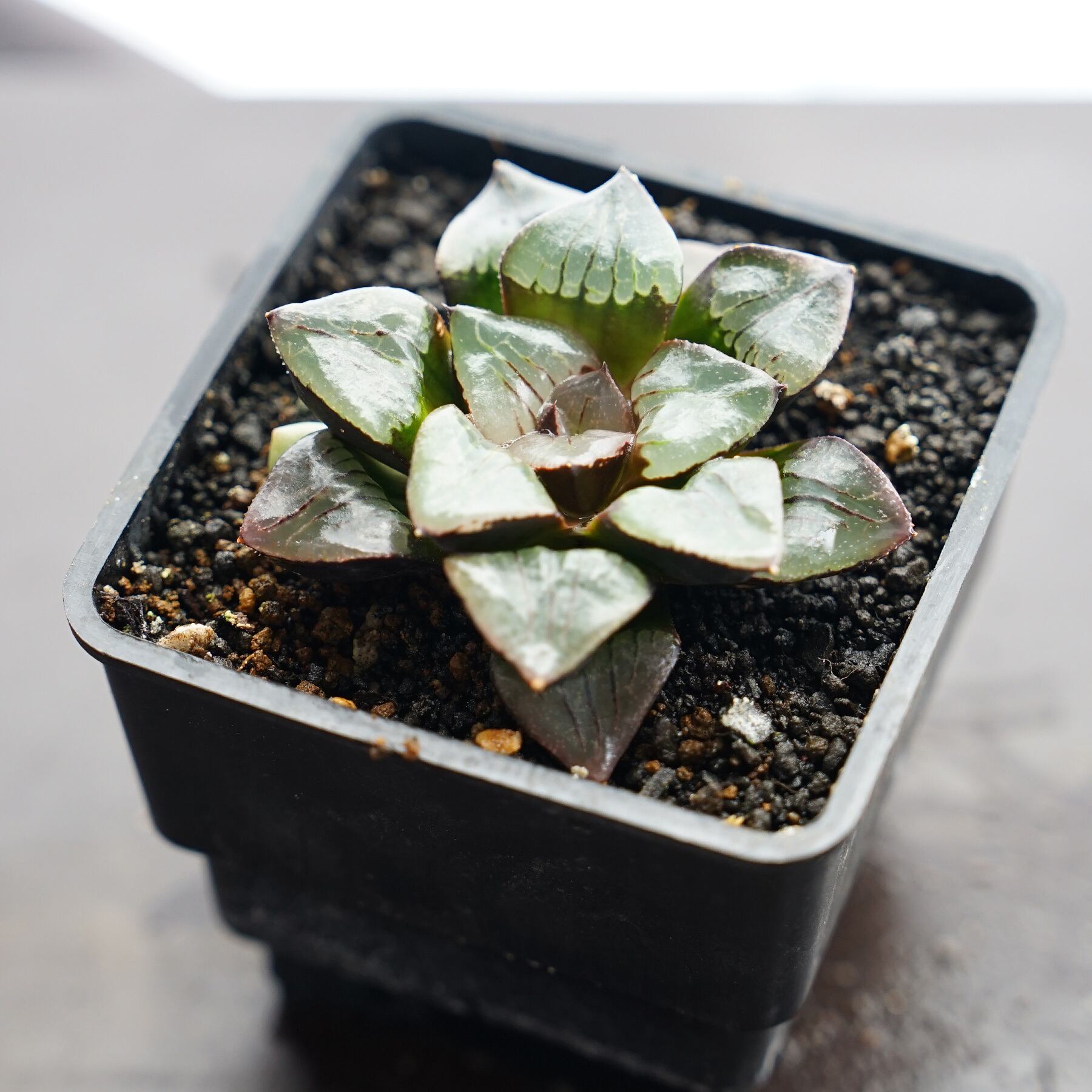 多肉植物 ハオルチア ラブハート錦 大株 サービス価格 【公式通販】