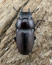 《ミシマコクワガタ 硫黄島産 47mm ♂♀♀トリオ》