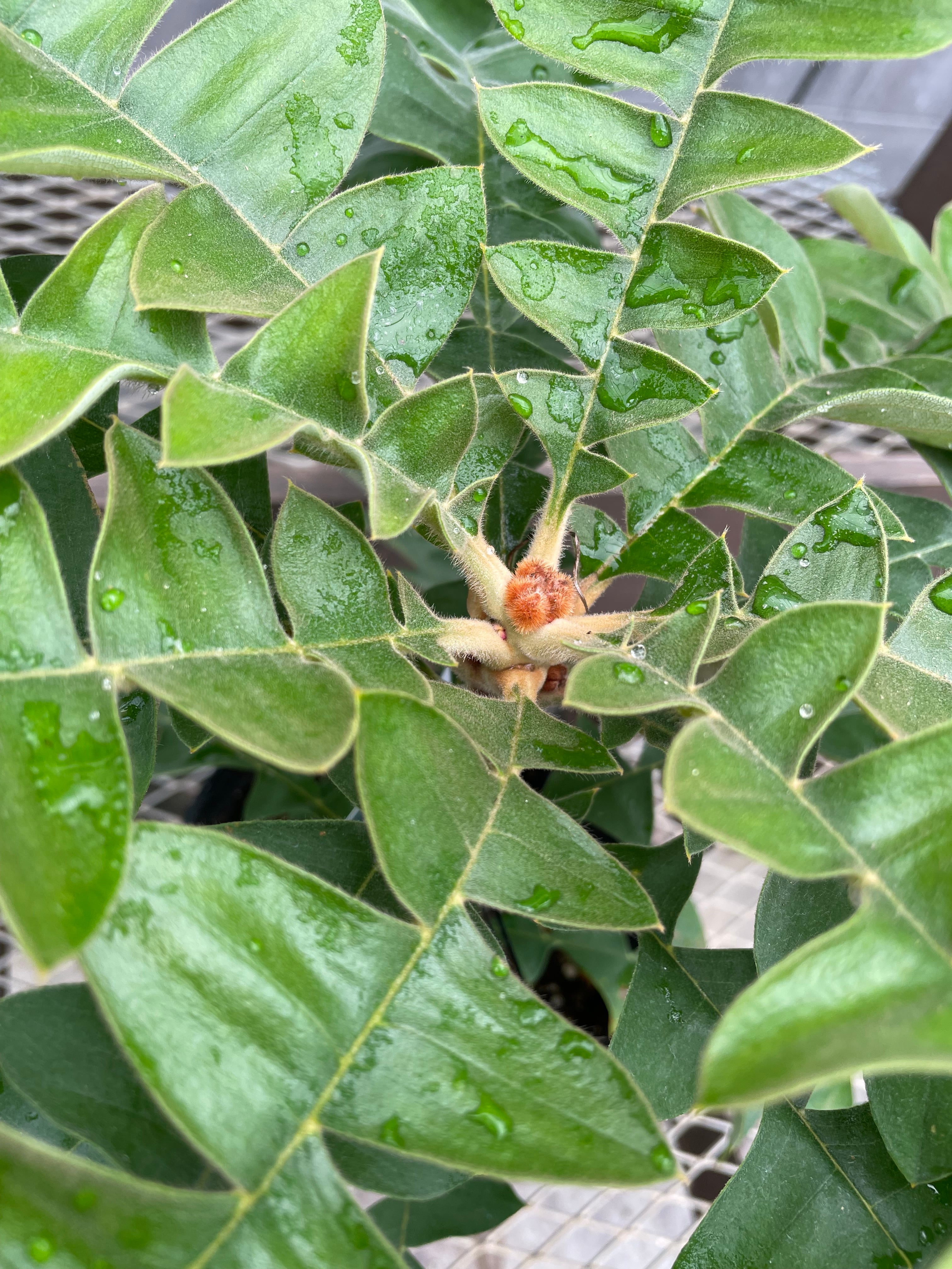 バンクシア グランディス① | 沼ノ上農園