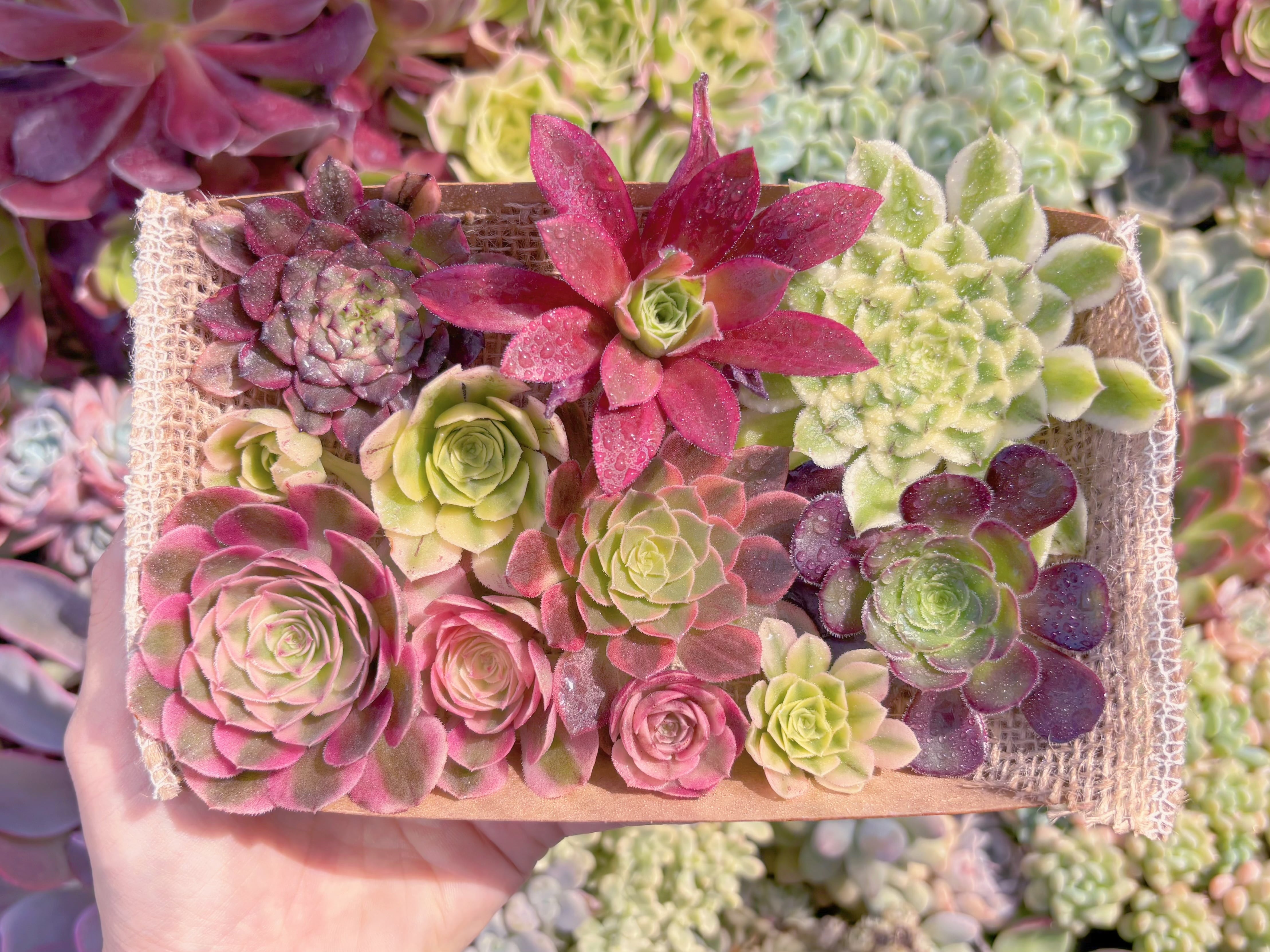 現品　寄せ植えセット#915　るる農園