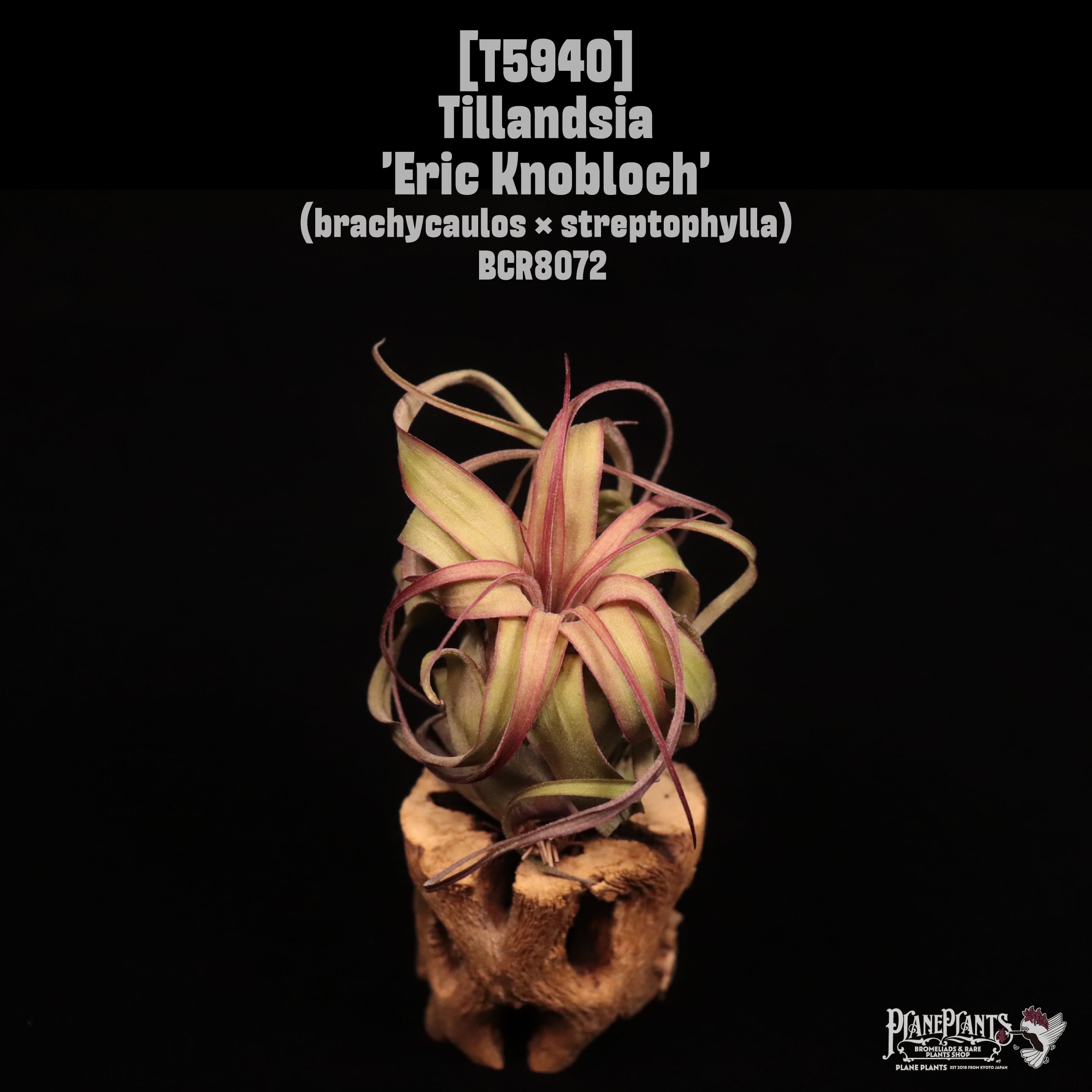 Tillandsia 'Eric Knobloch'〔ティランジア〕T5940