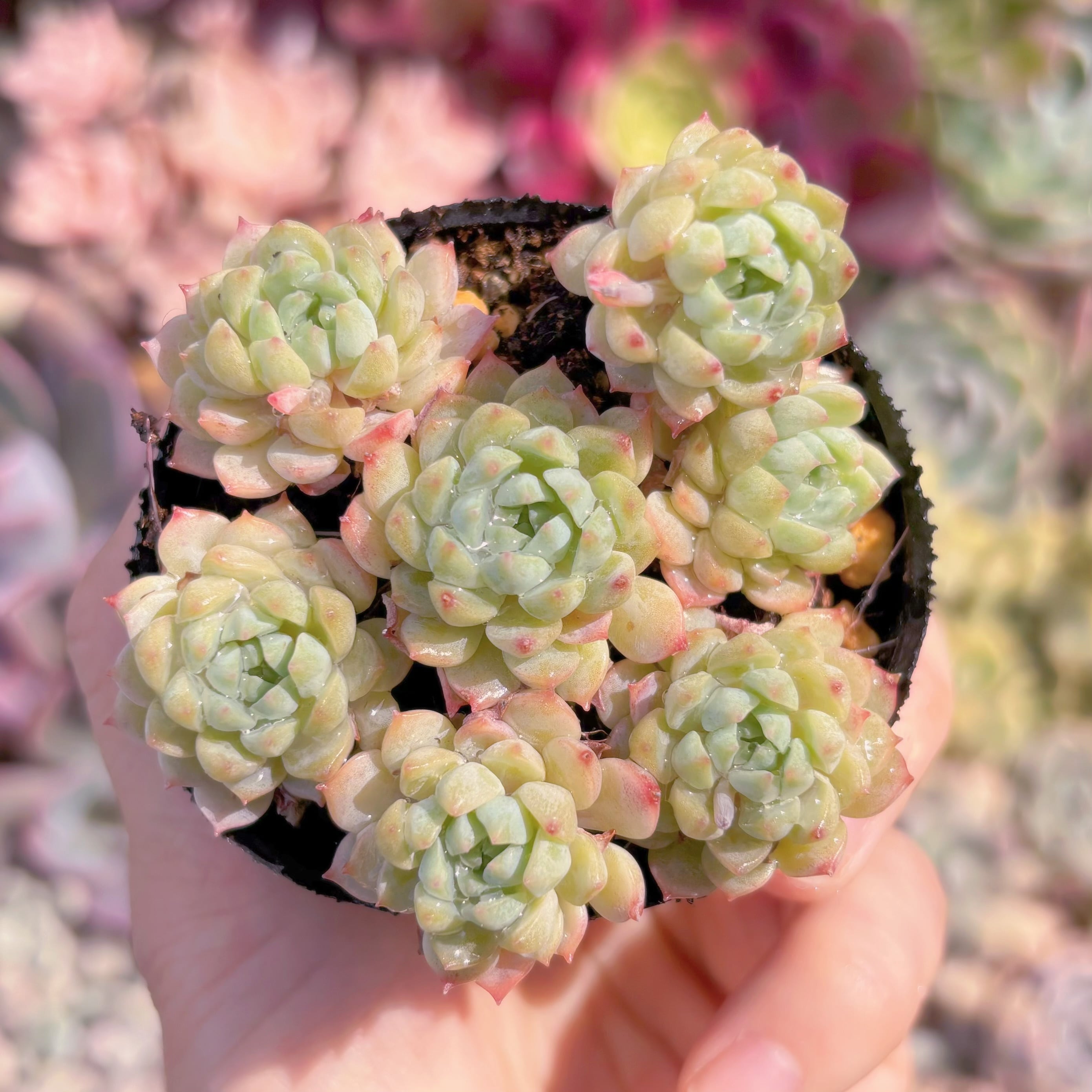 現品　グロブローサxブルーミニマ#E04　るる農園